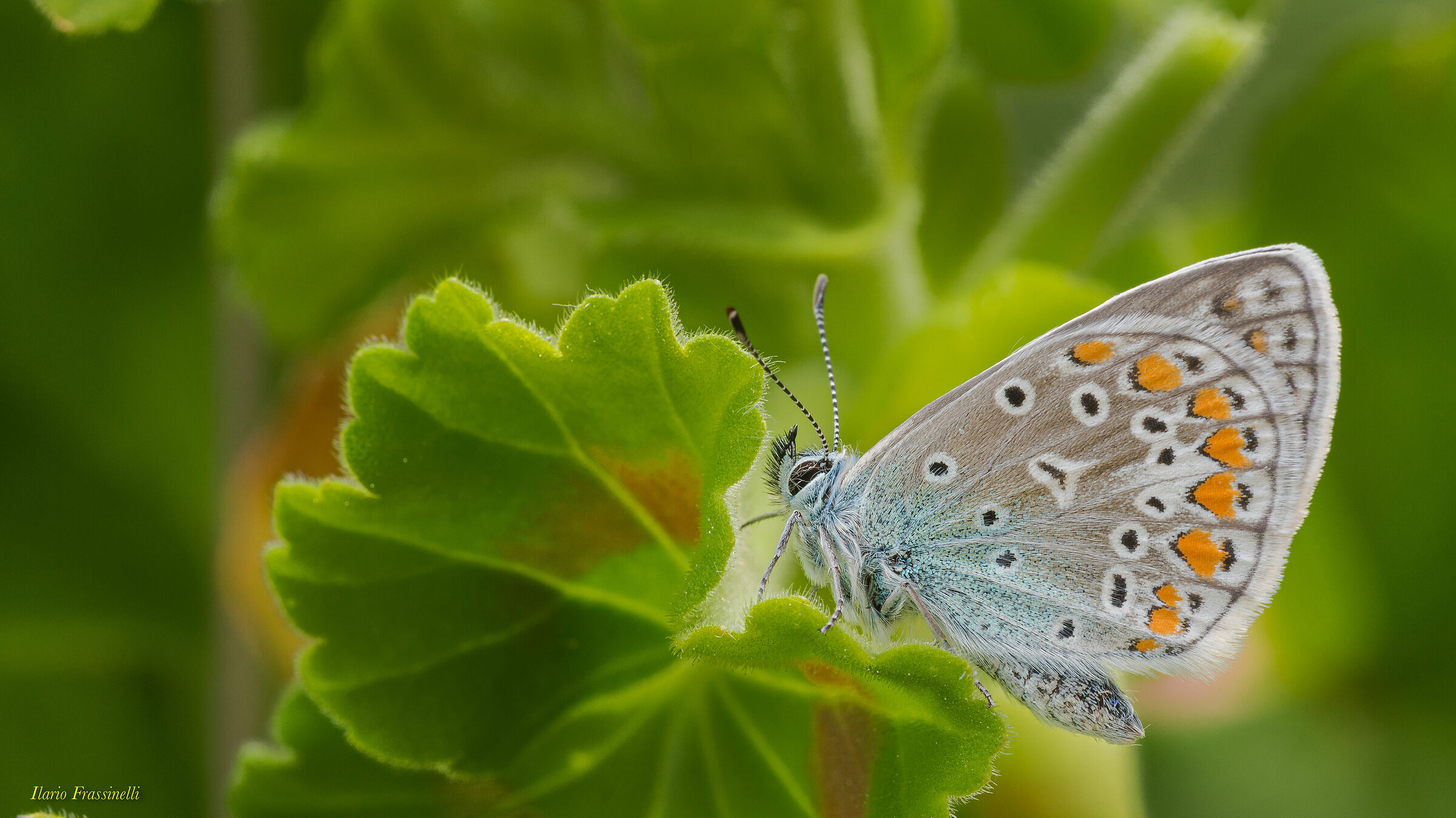 Polyommatus bellargus