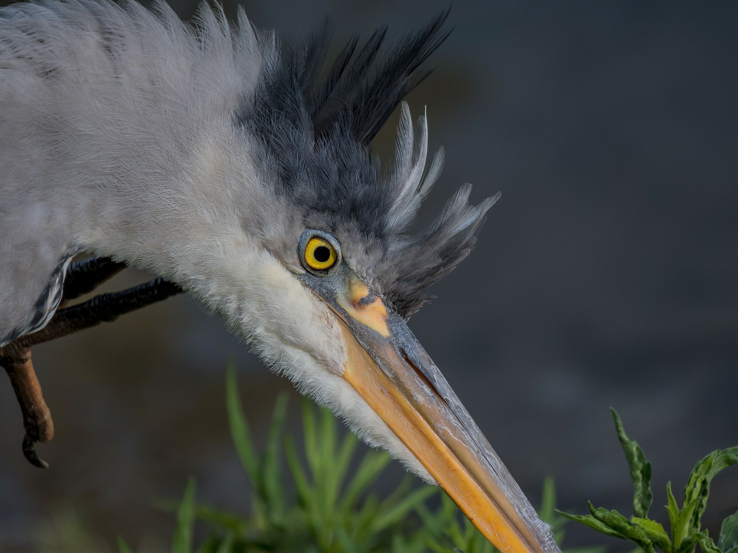 You can come closer.......