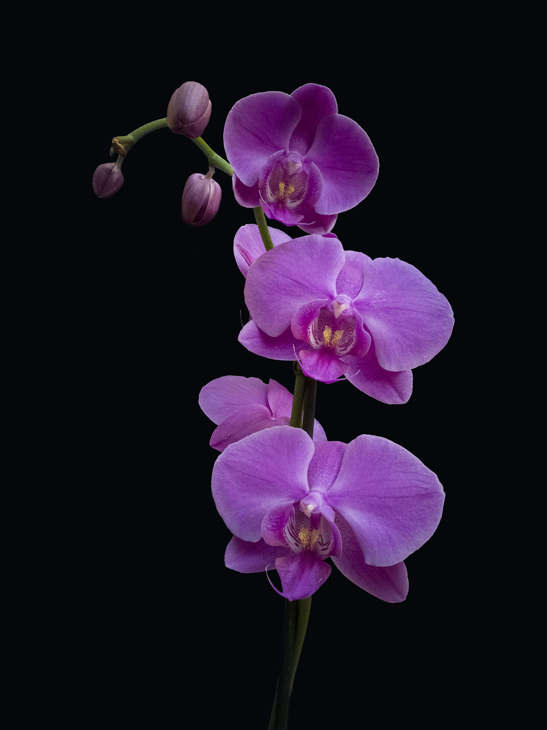 Phalaenopsis violacea