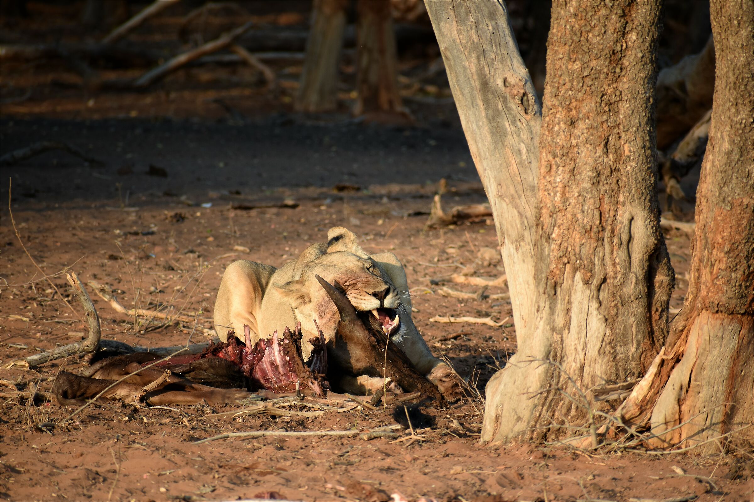America? No South Africa The impressive Waterberg mountain