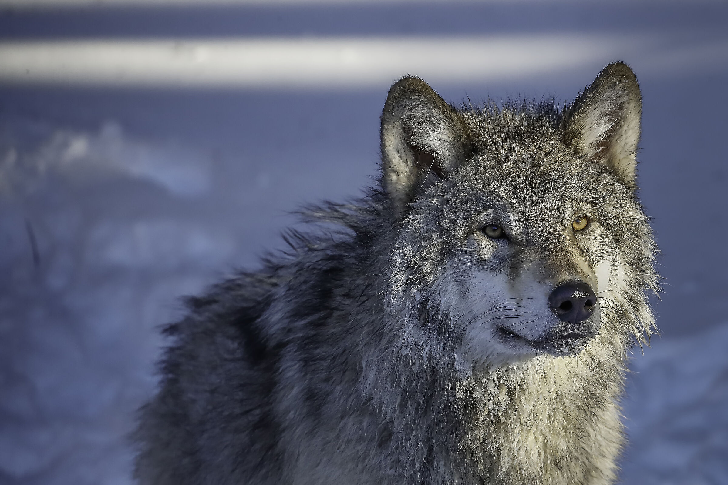Lupo Americano - Yellowstone in winter