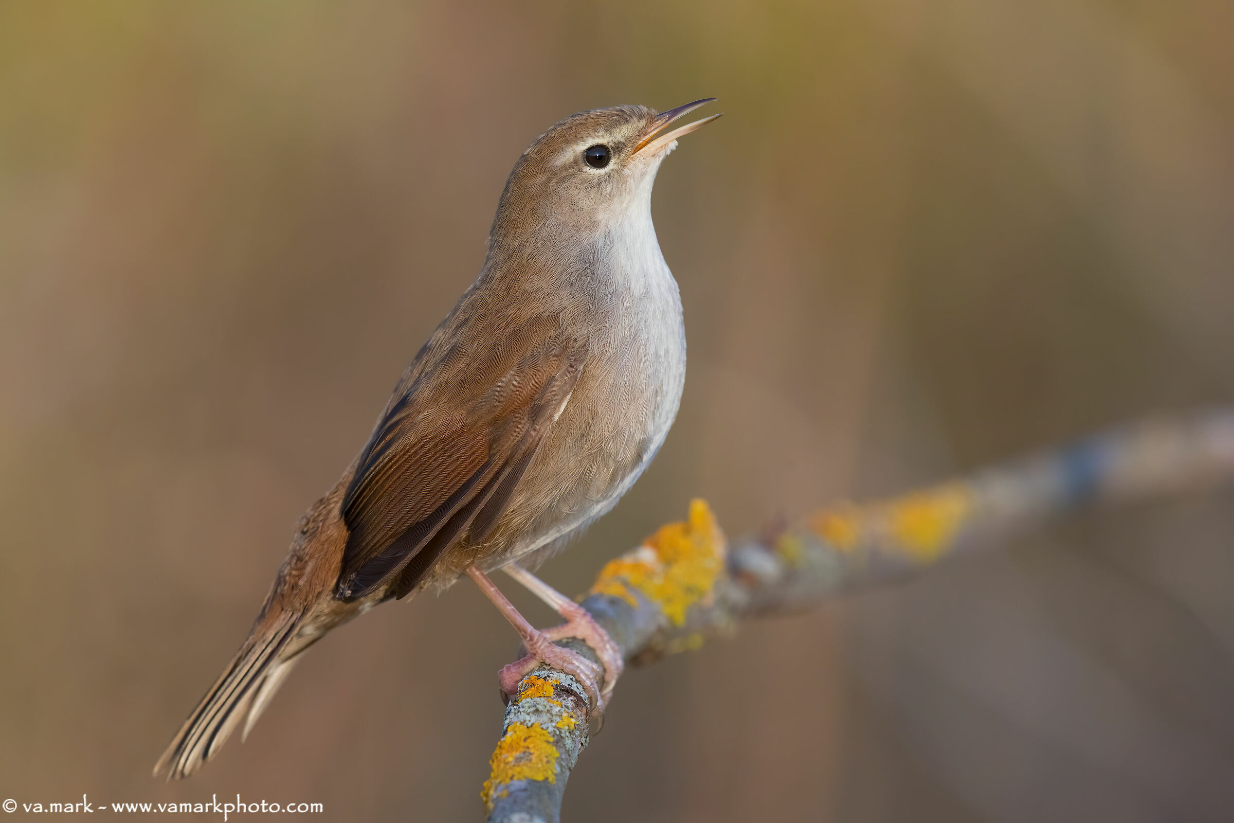 River Nightingale