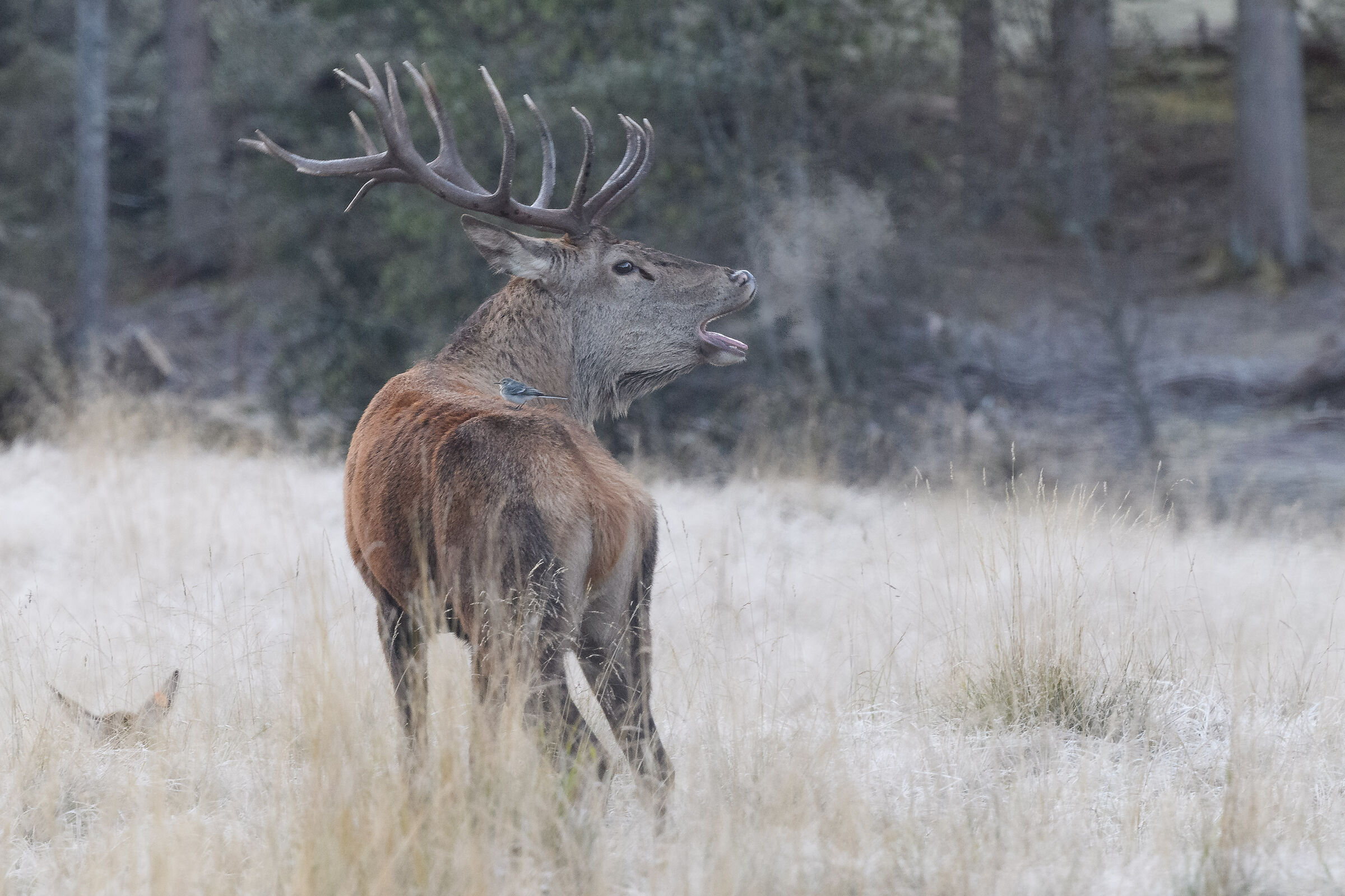 coveted (with guest ..)