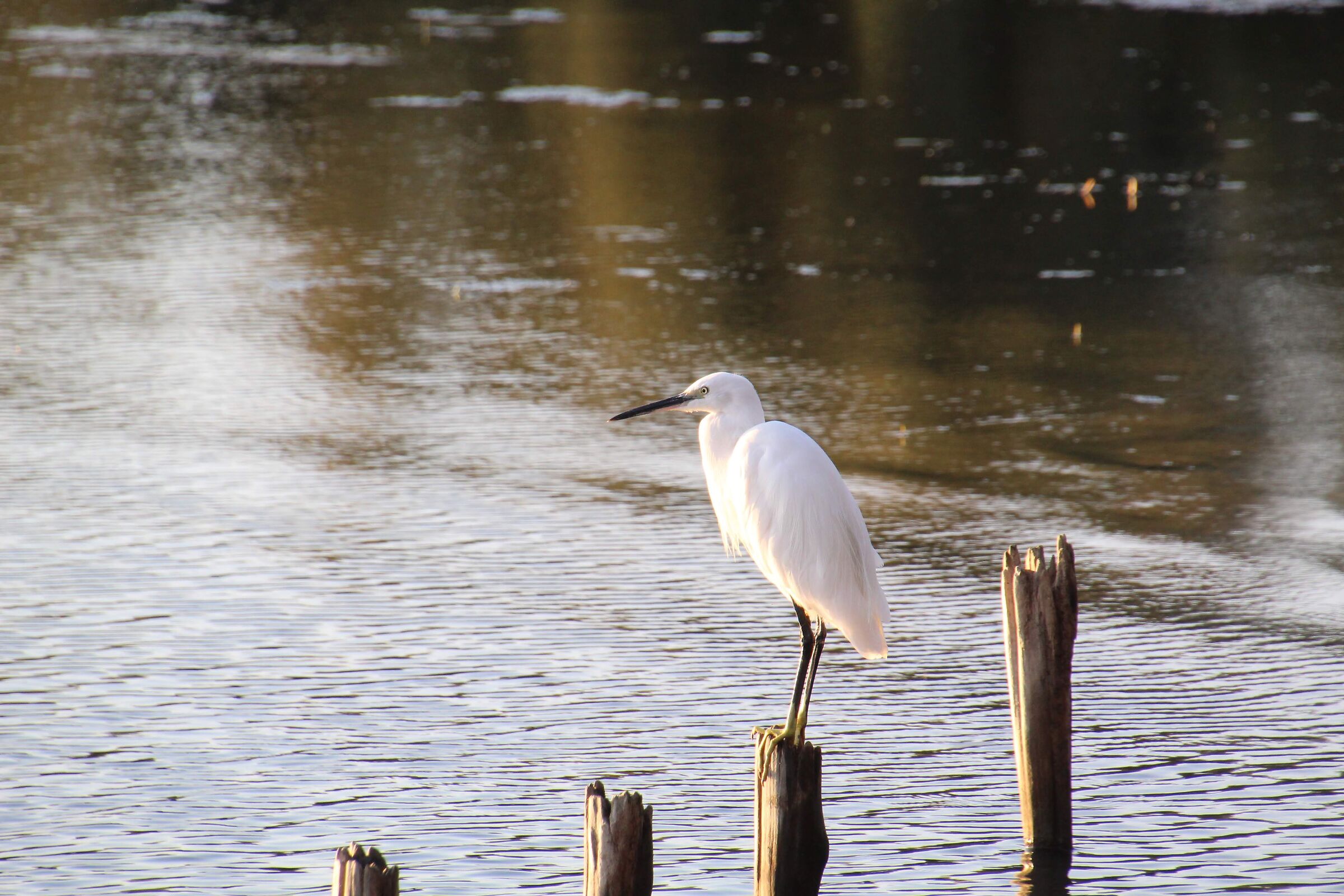 Egretta egrets