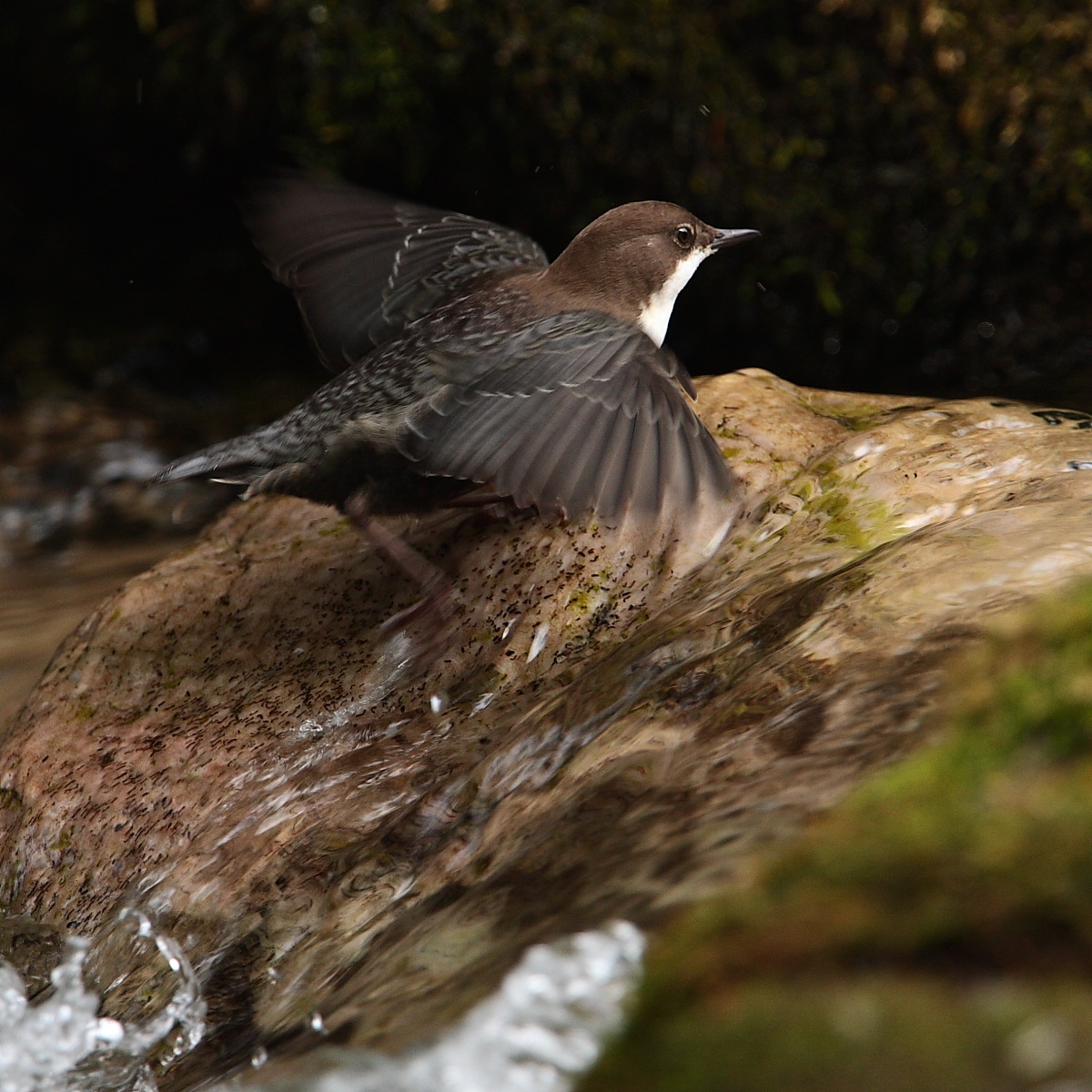 Dipper