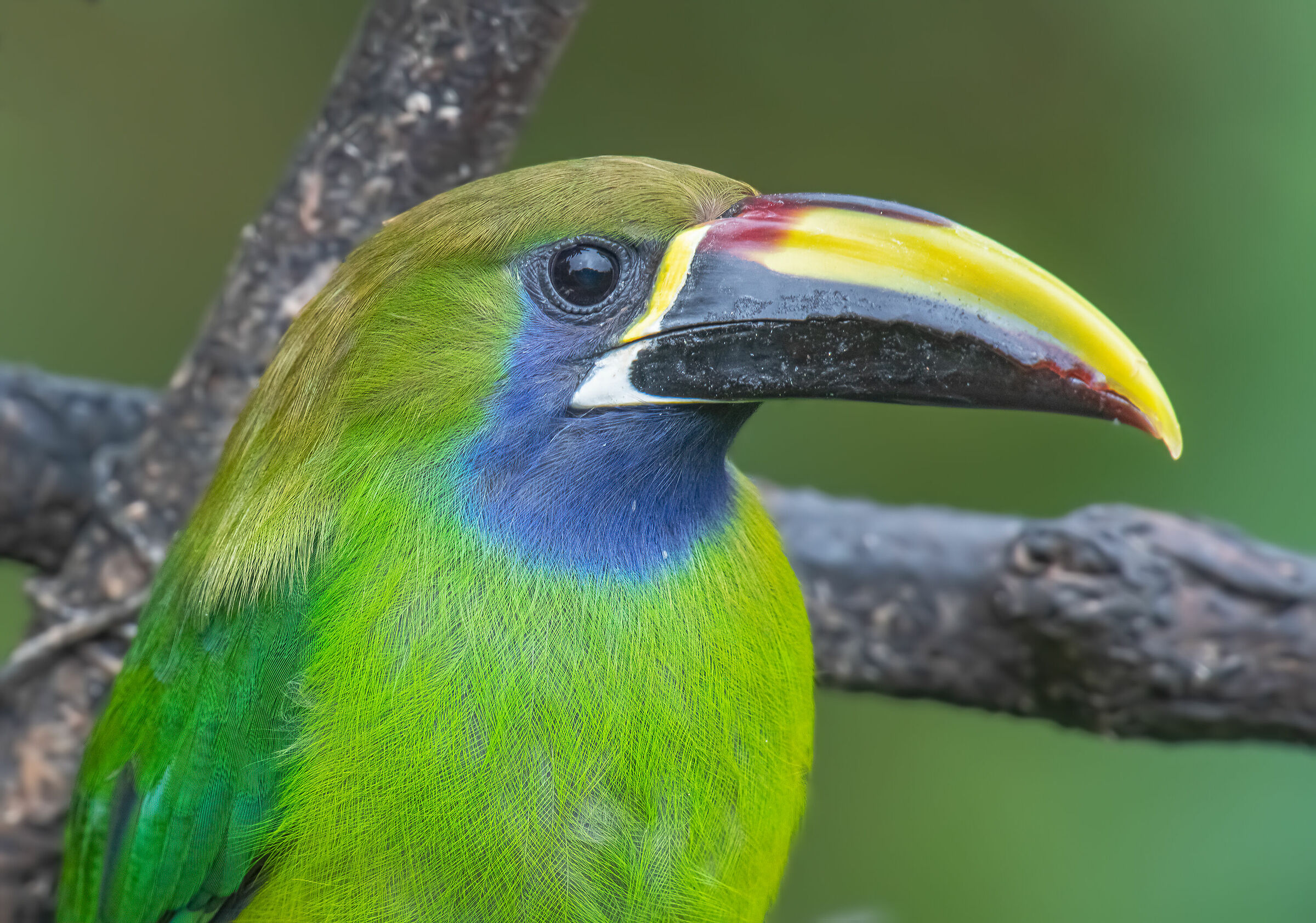 retracted of emerald tomp