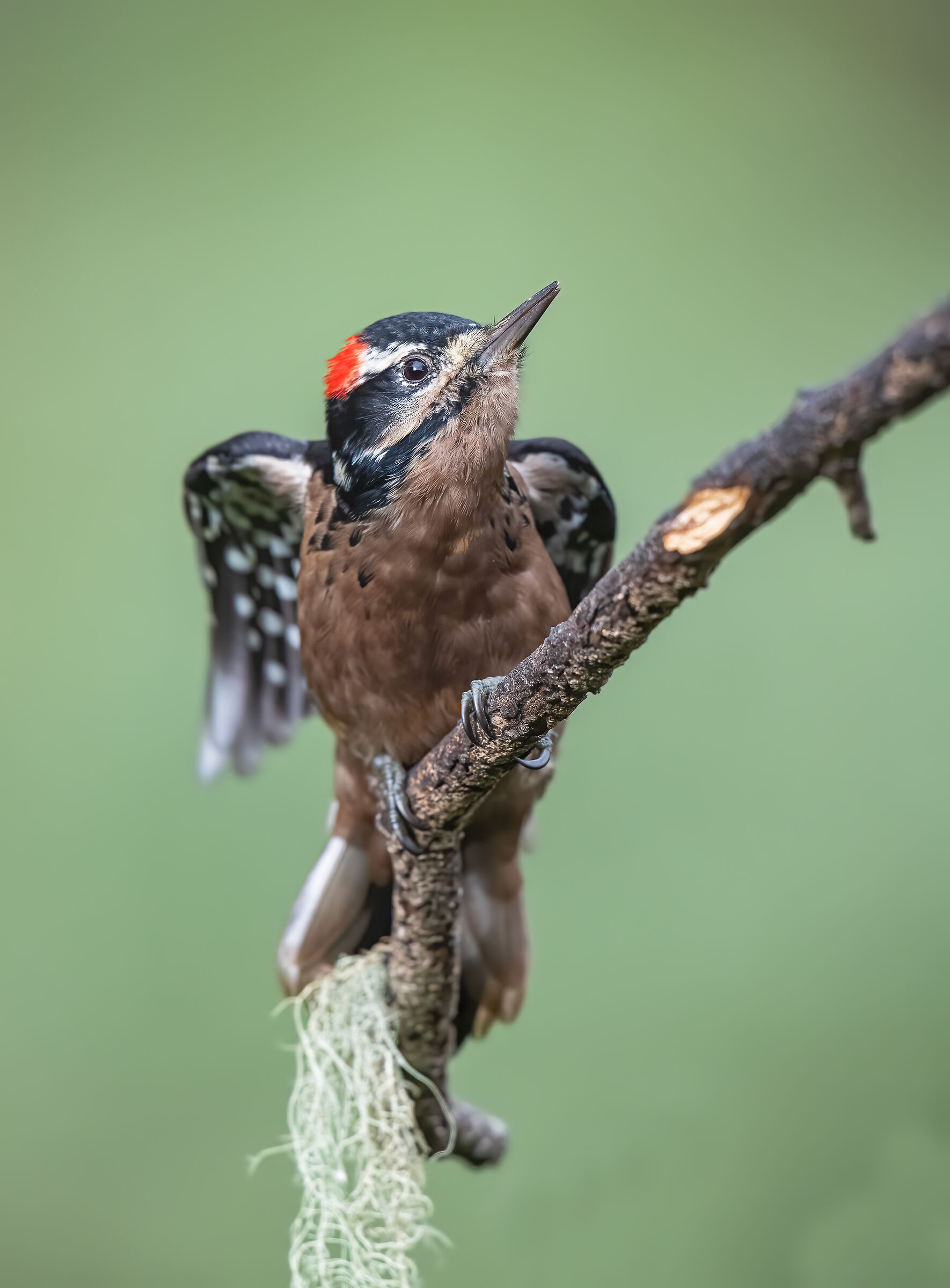 woodpecker strecing