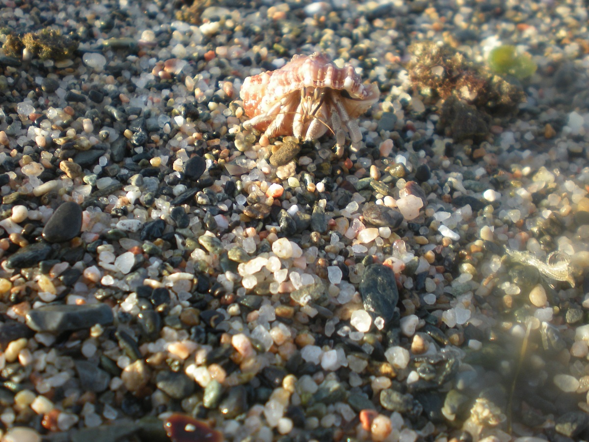 Bernard the hermit crab