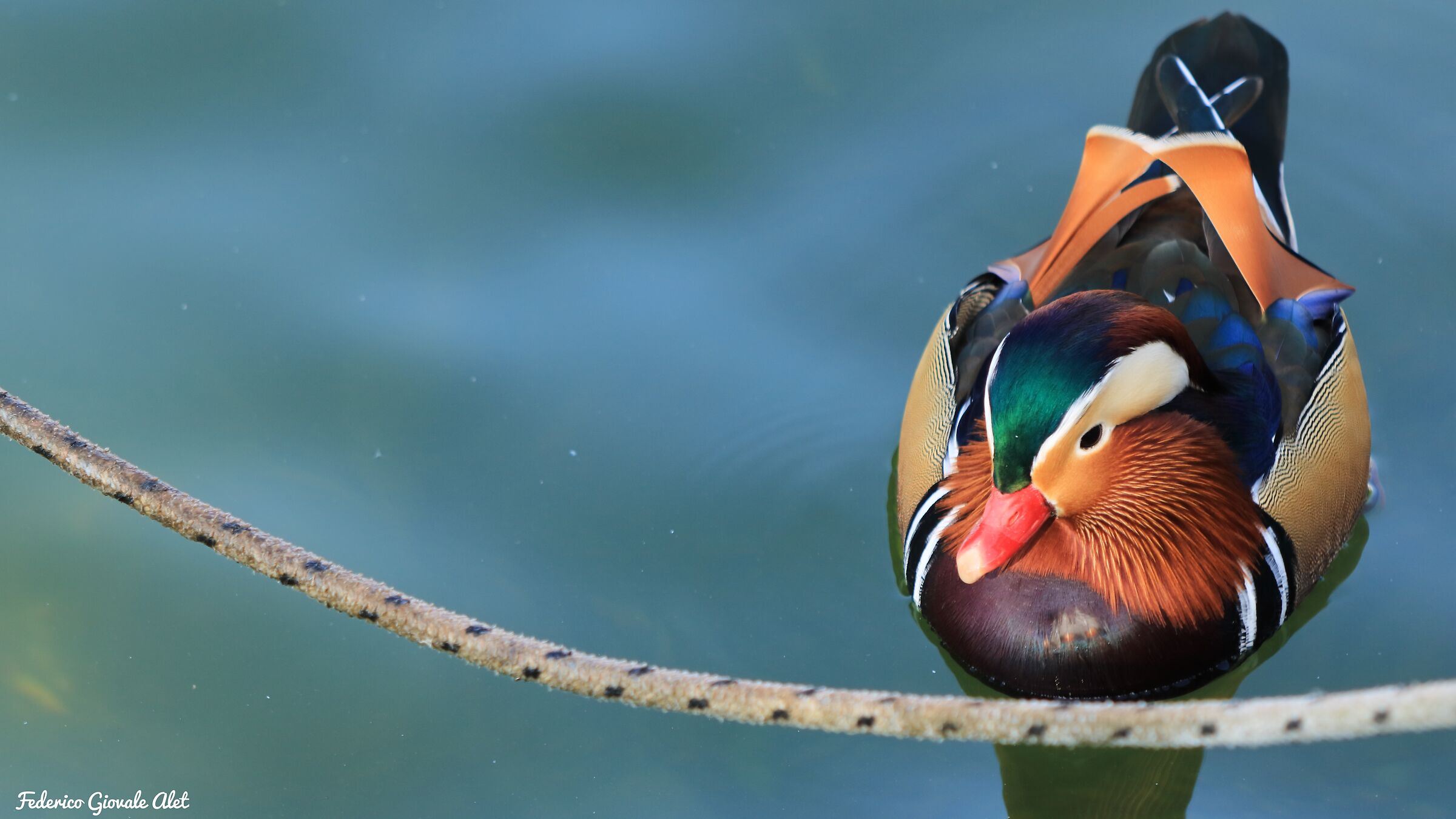 Mandarin duck