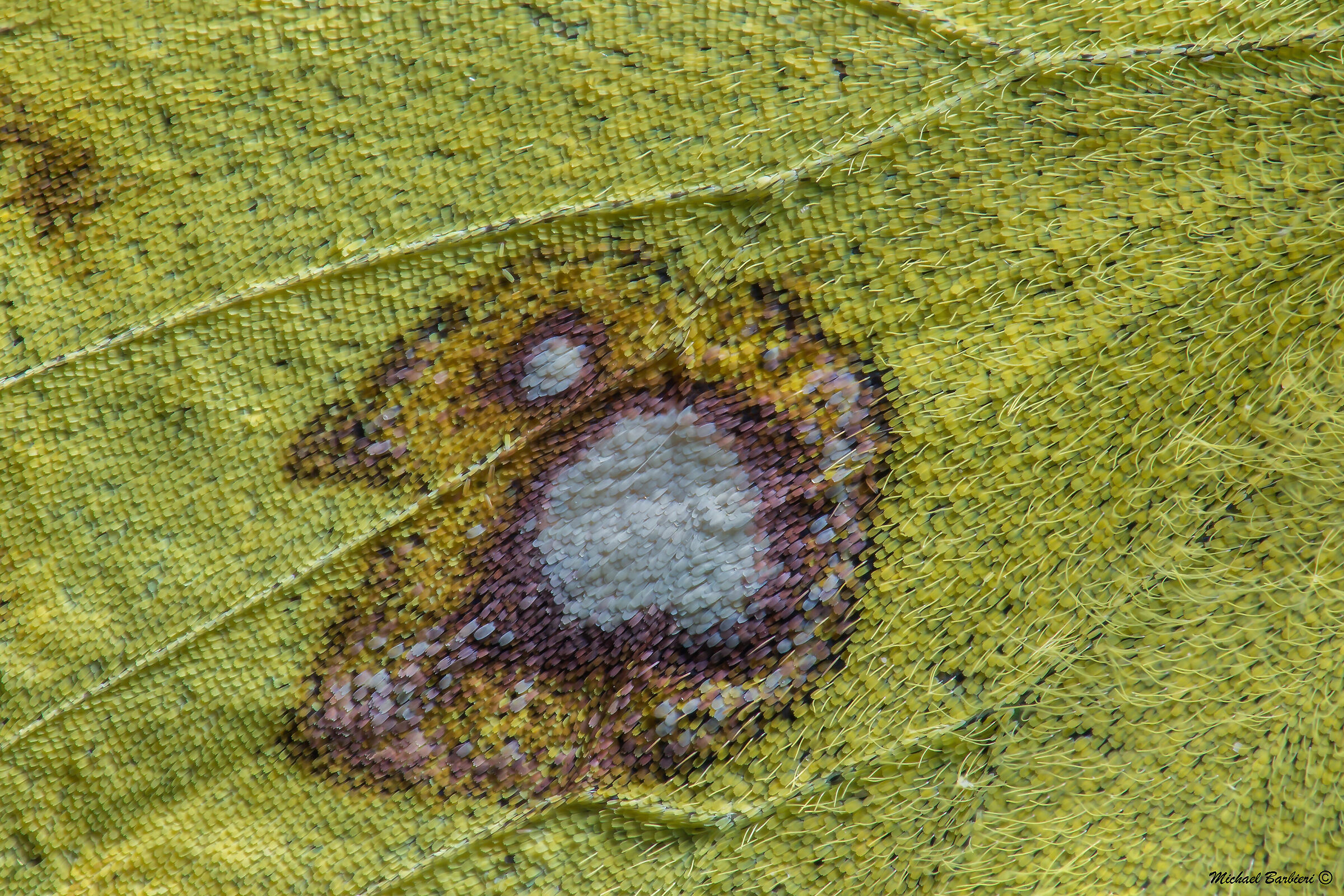 Colias crocea in dettaglio