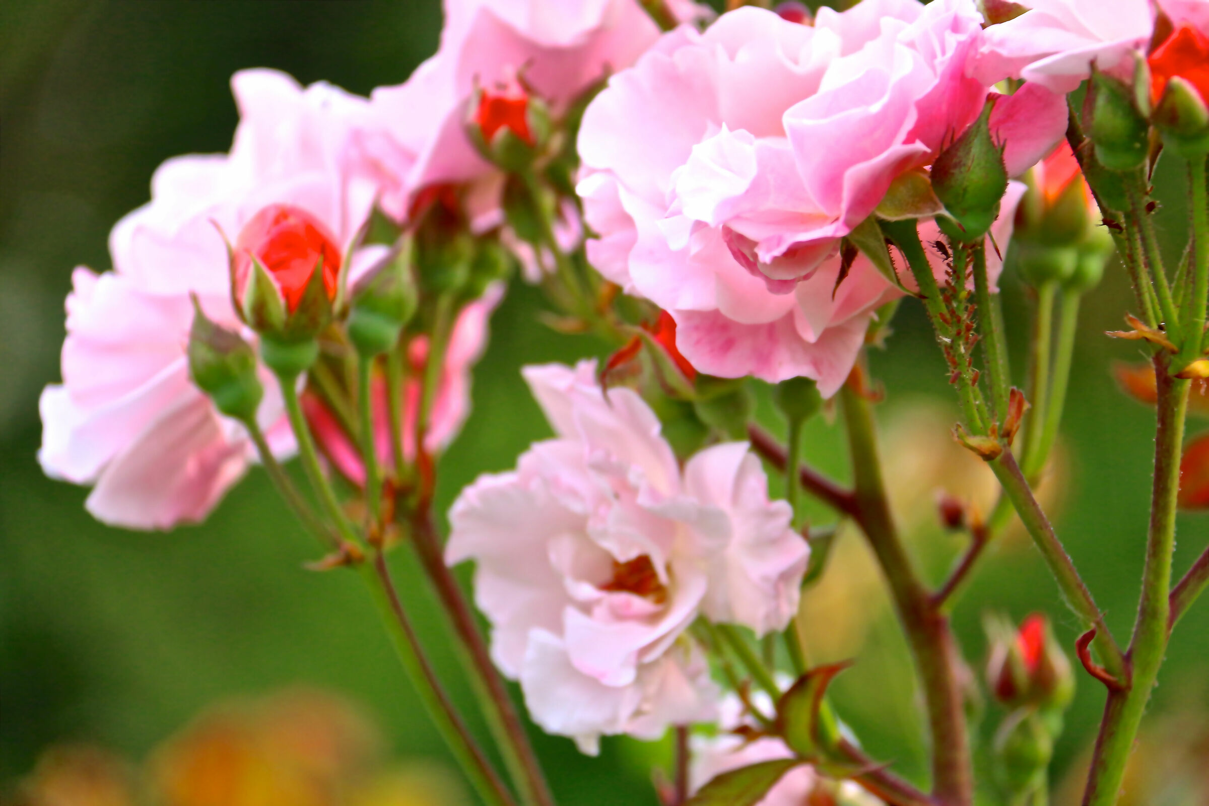 Roselline, New