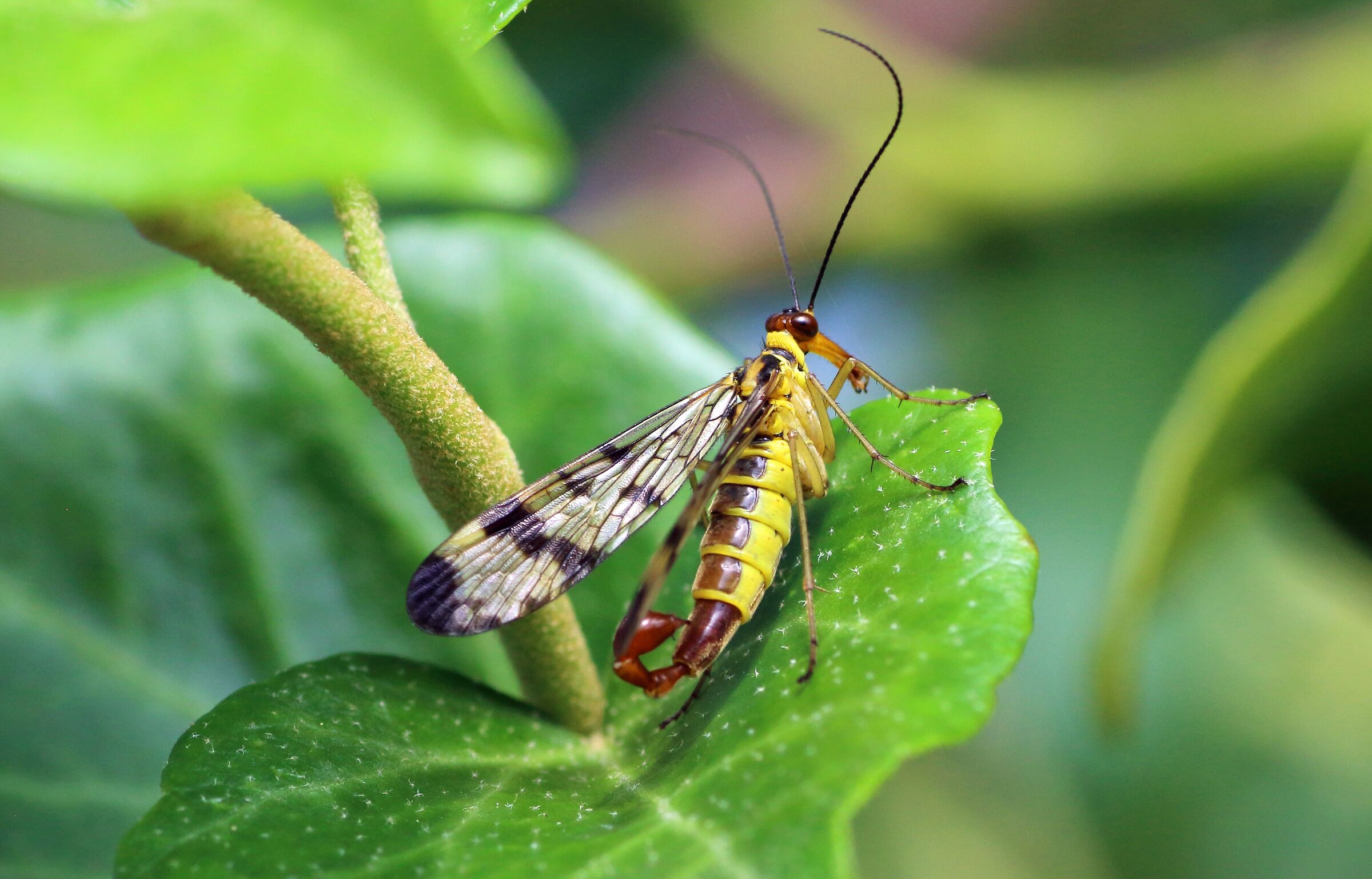 Panorpa communis, mosca scorpione