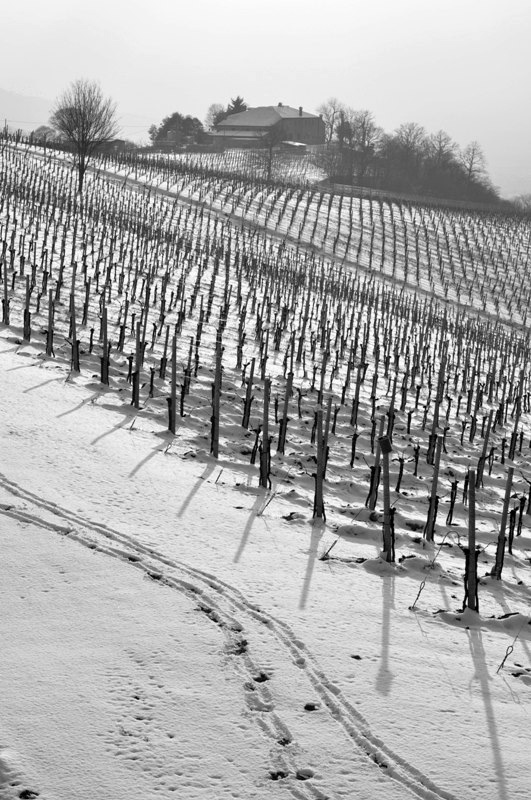 neve nel vigneto