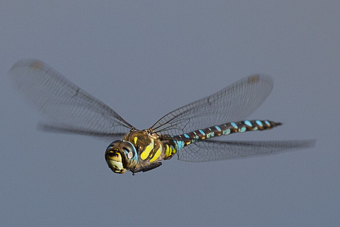 A Dragonfly