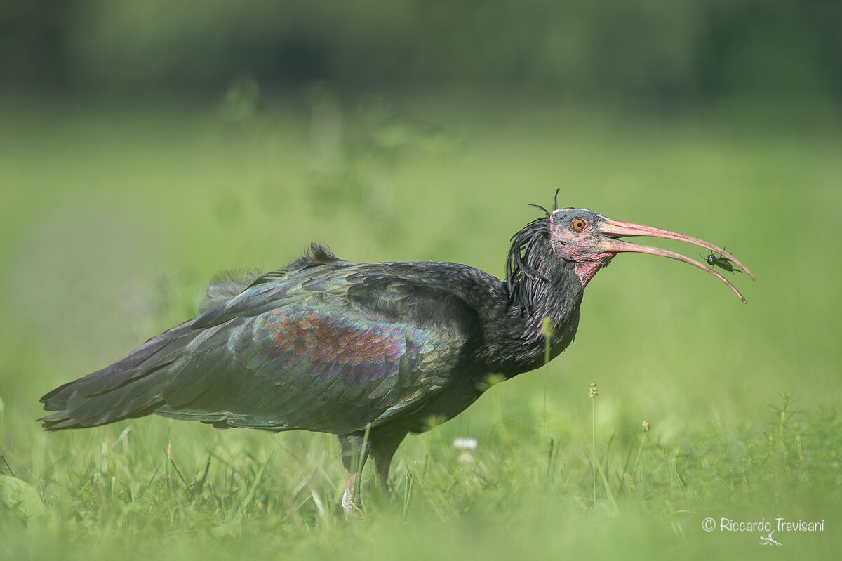 ibis eremita (Oskar)