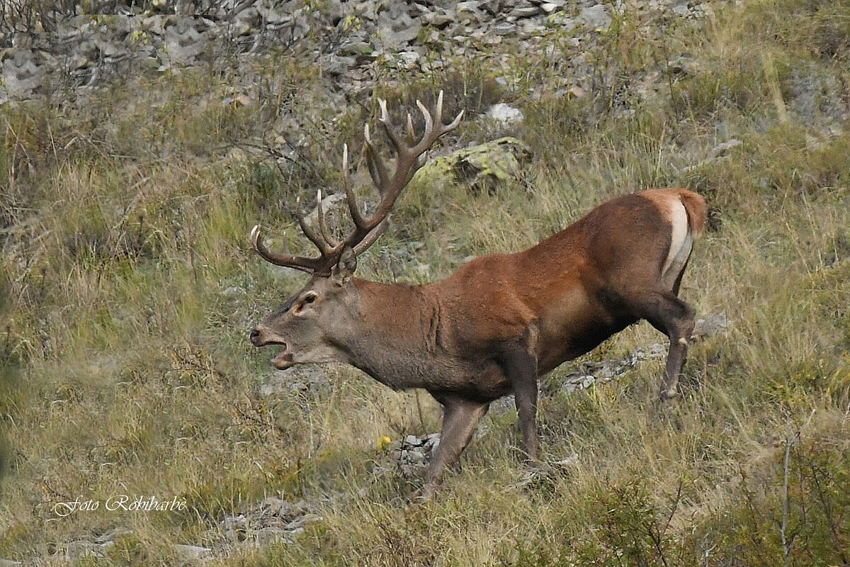 Crowned to the craving...