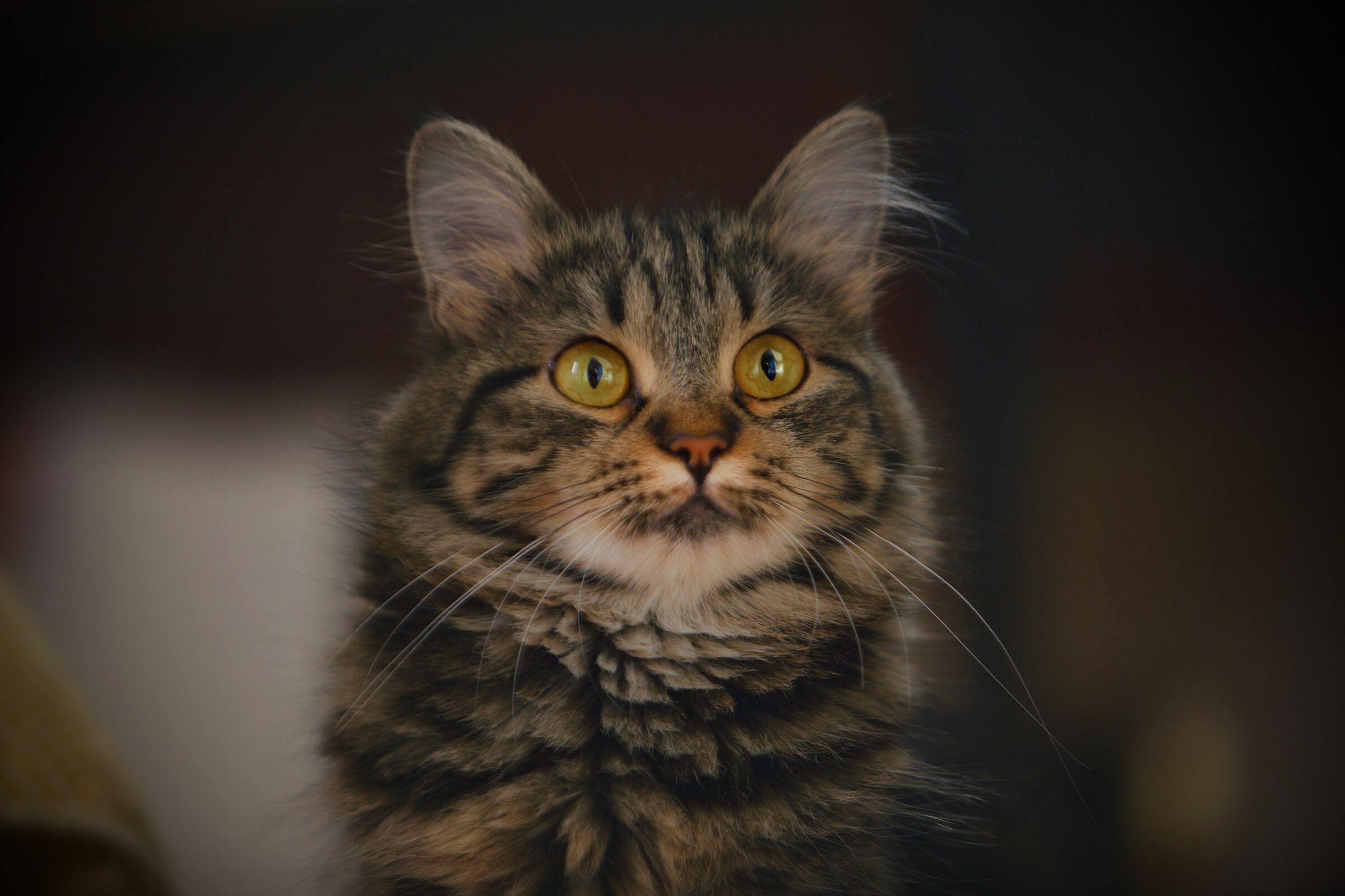 Cattus, Un220