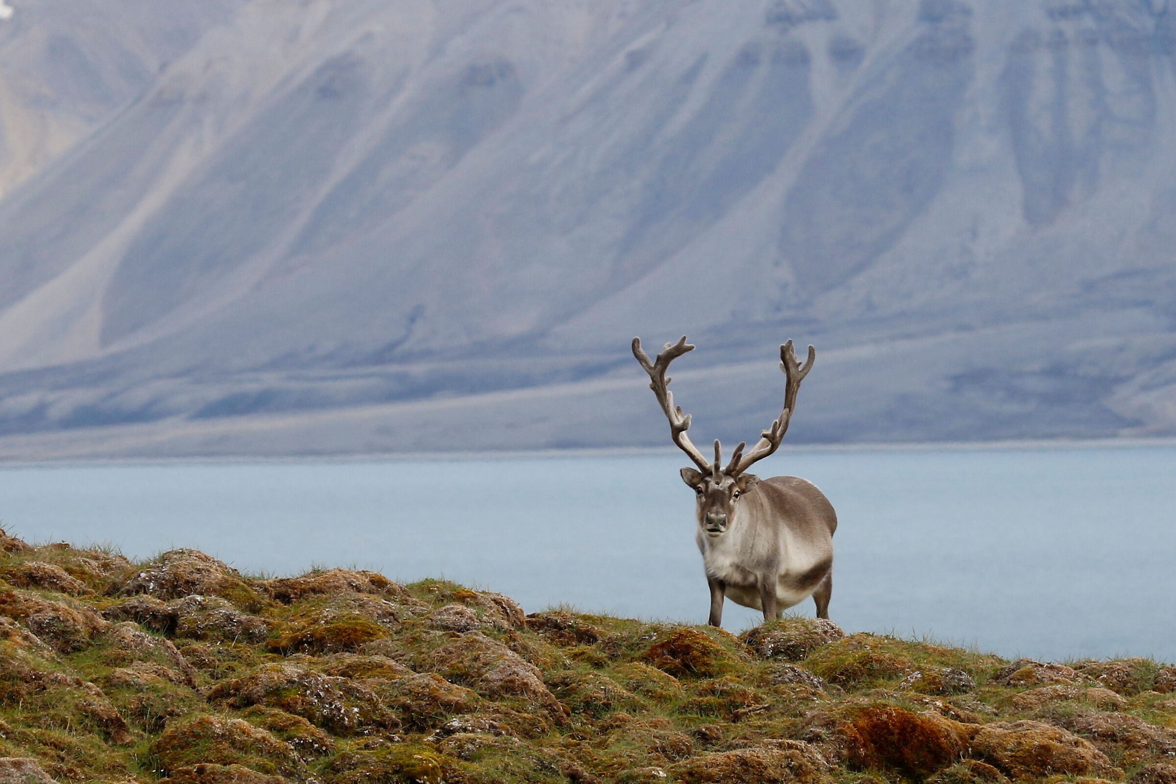 Renna delle Svalbard