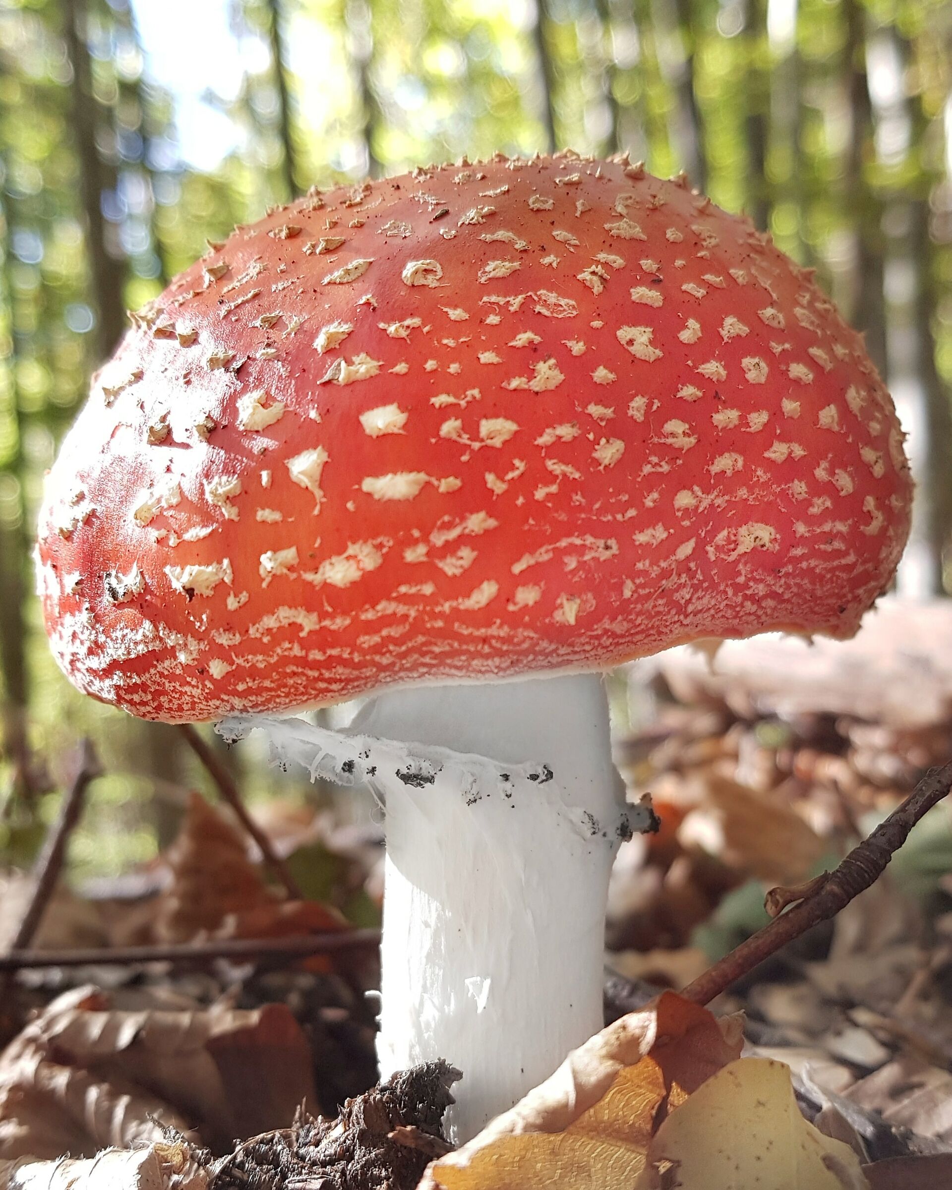 Amanita muscaria