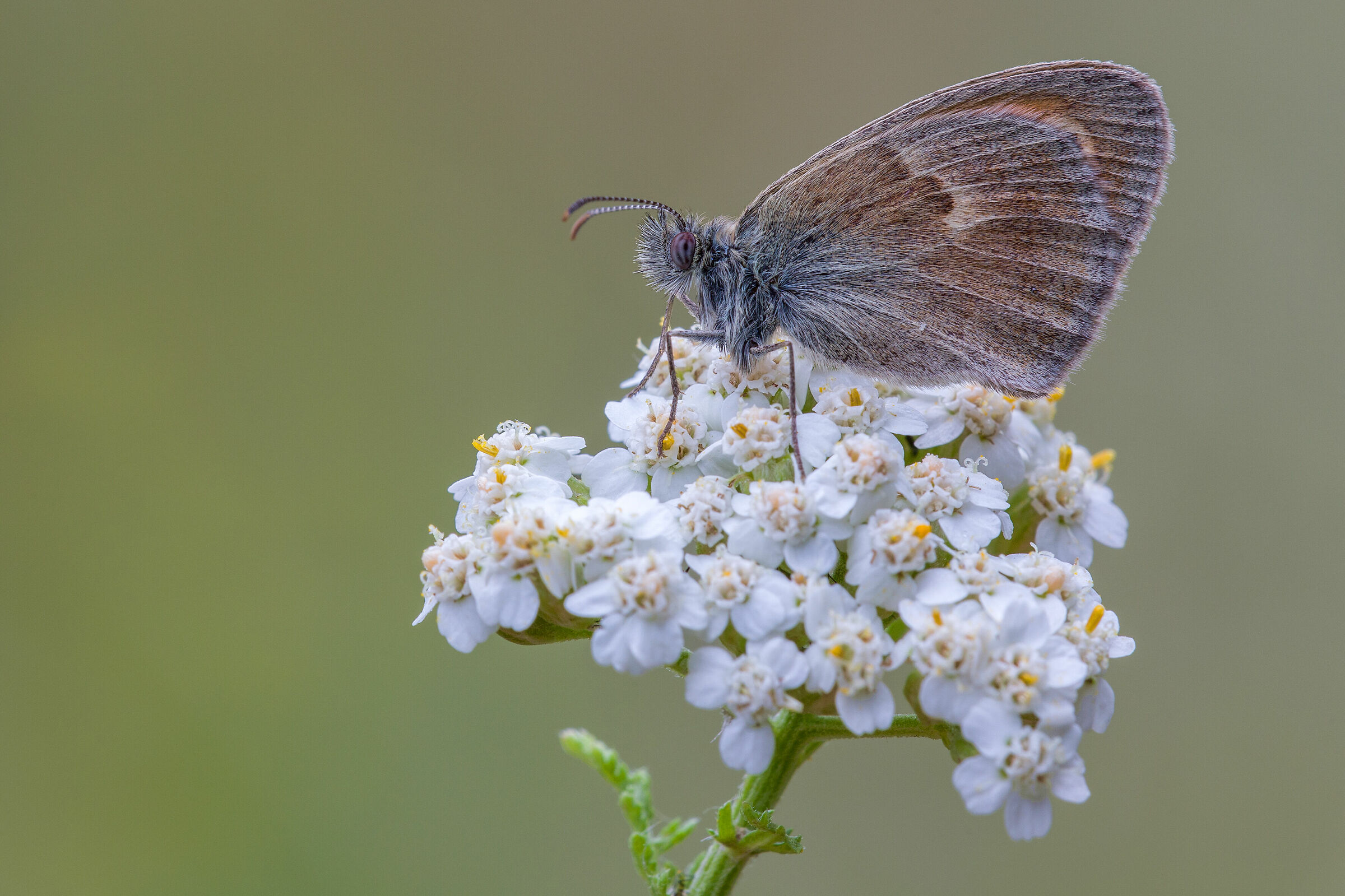 Coenonympha pamphilus