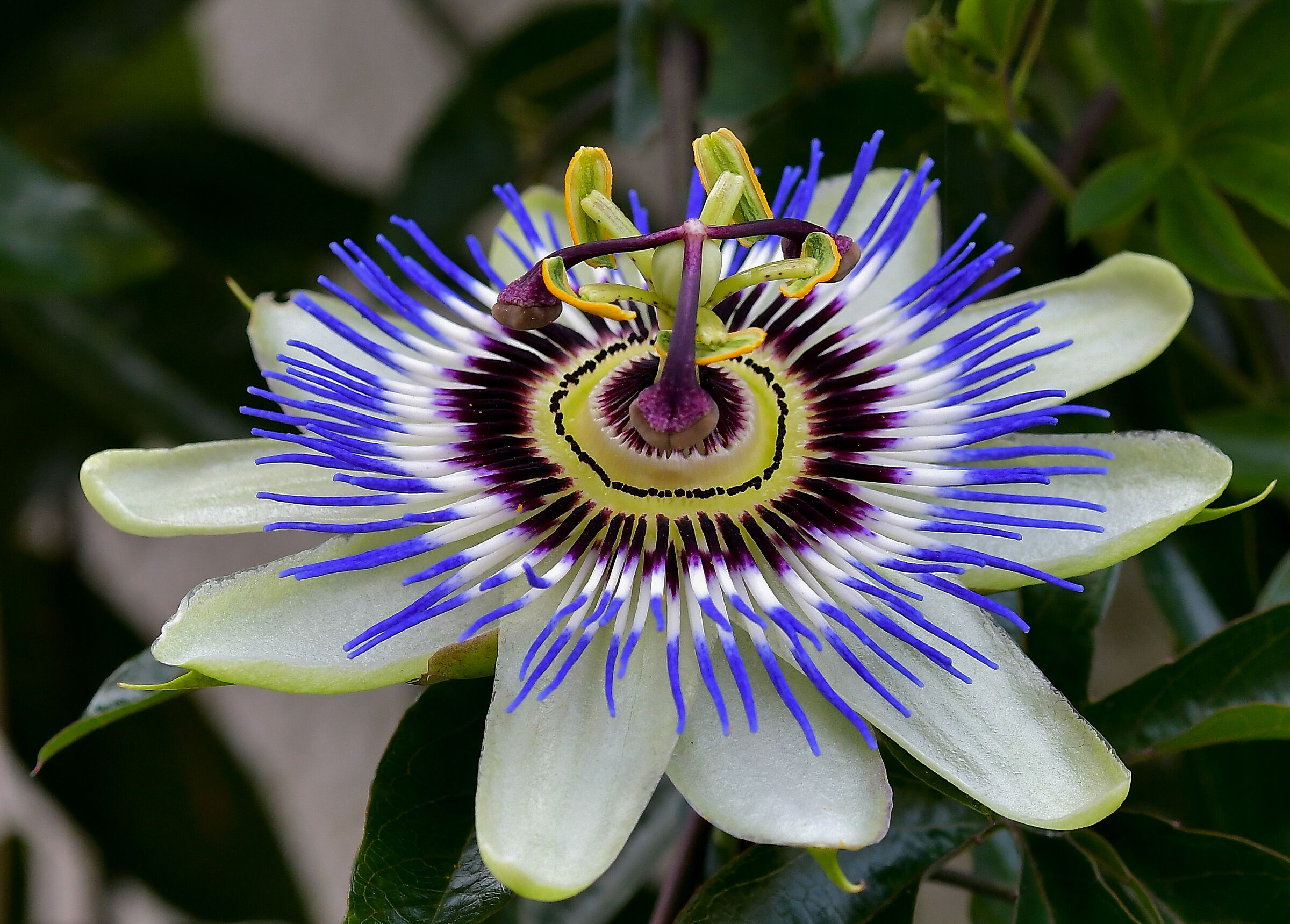 Passiflora