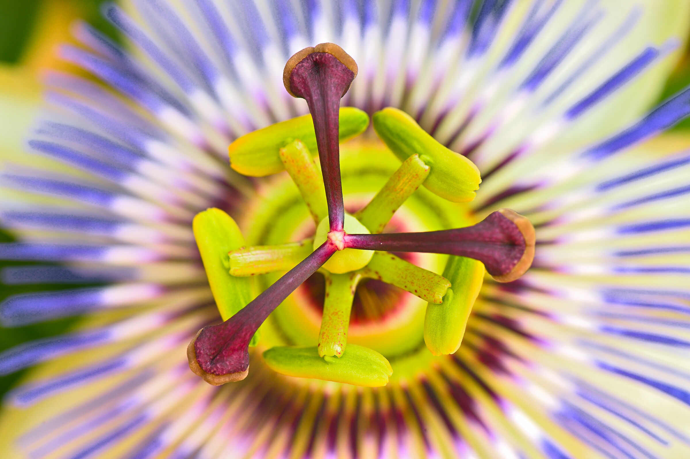 The iris of a helical dream