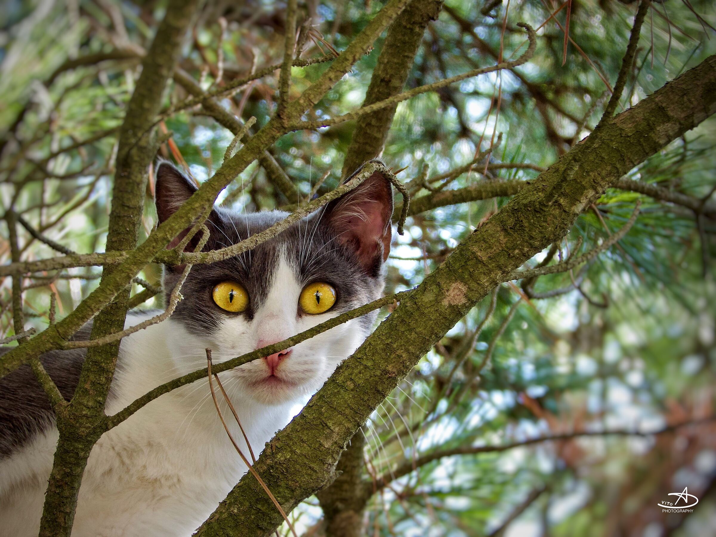 Occhi di gatto - spiaggia del Pozzallo