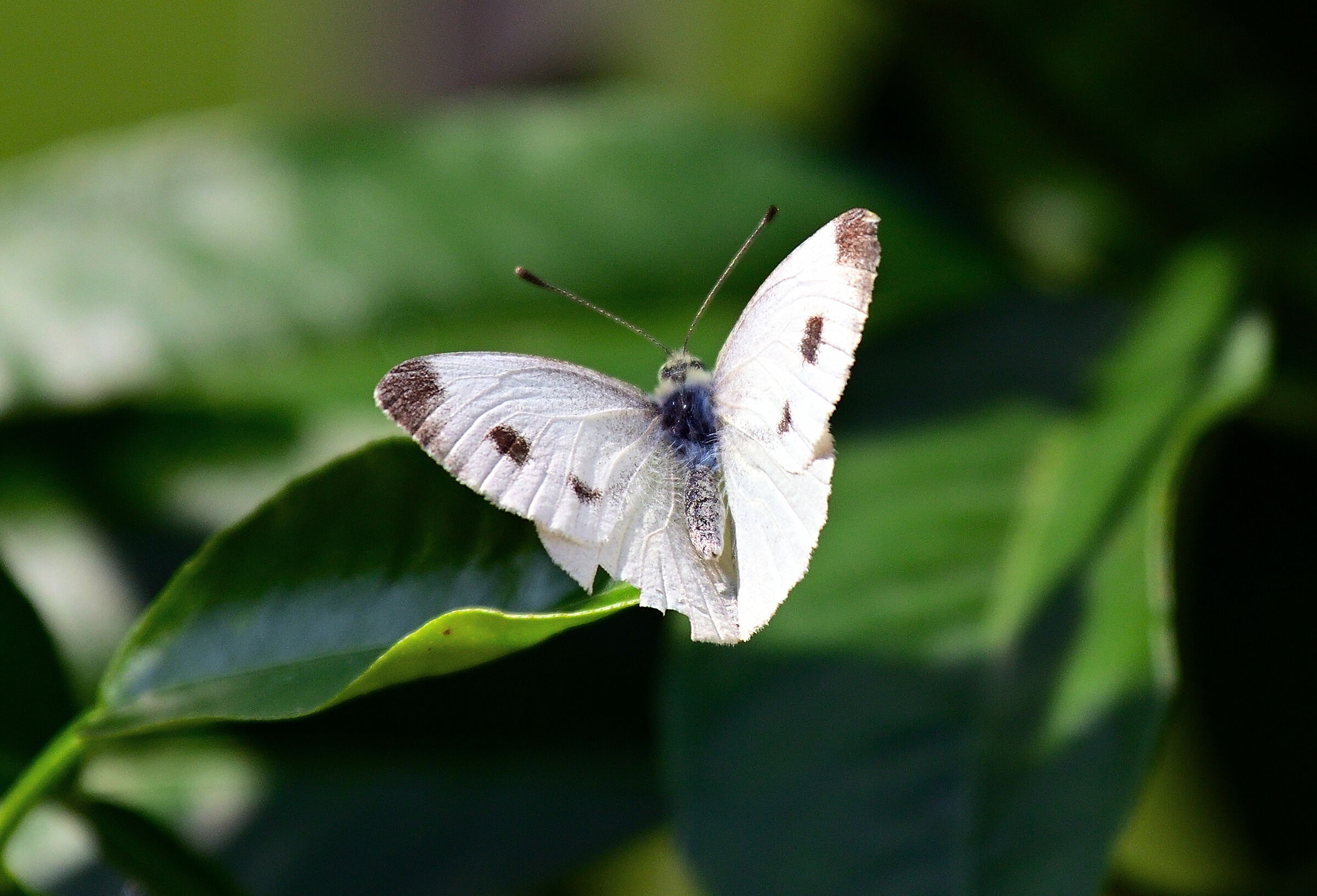 Cavolaia maggiore (Pieris brassicae)