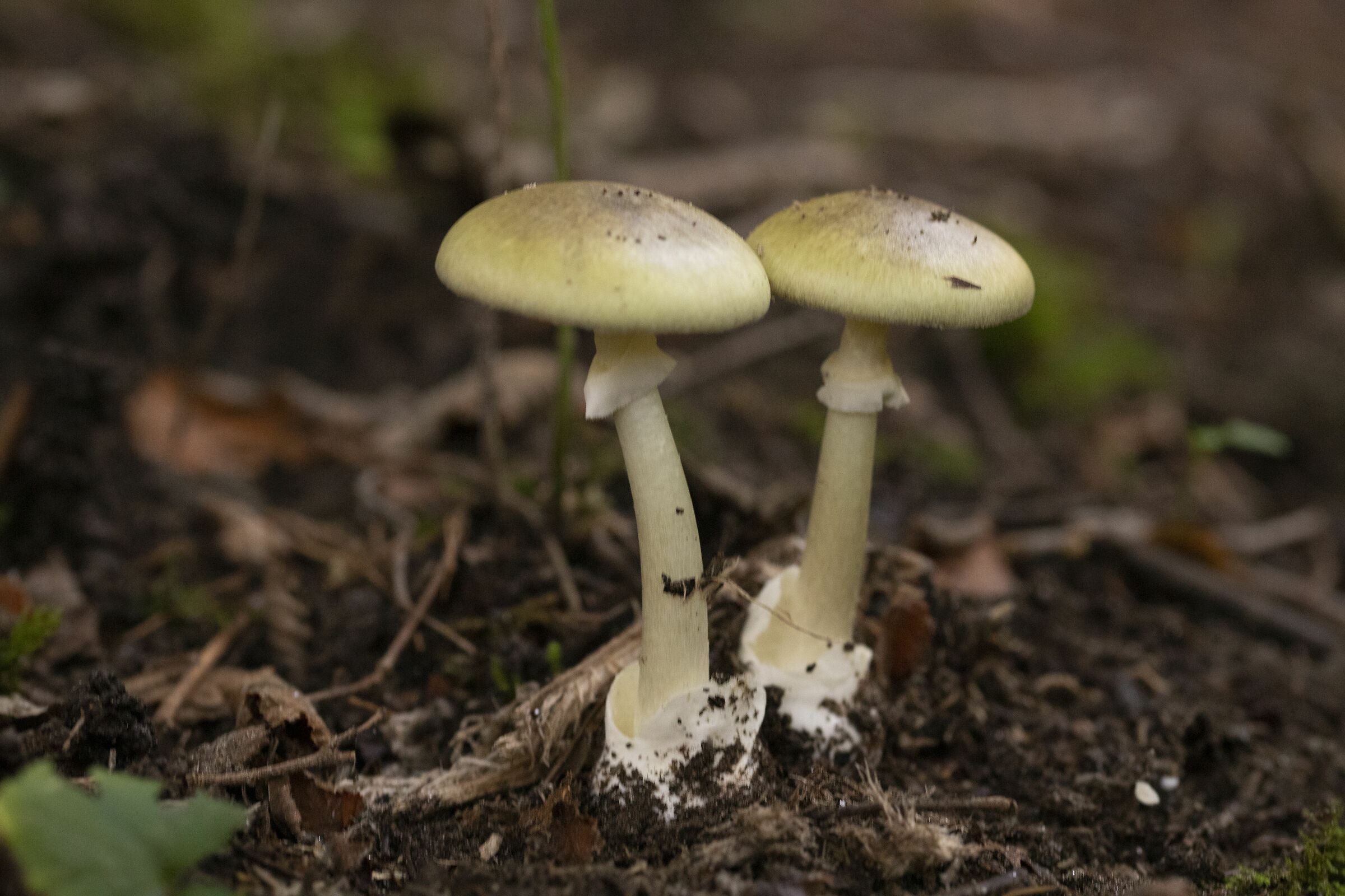 Amanita phalloides