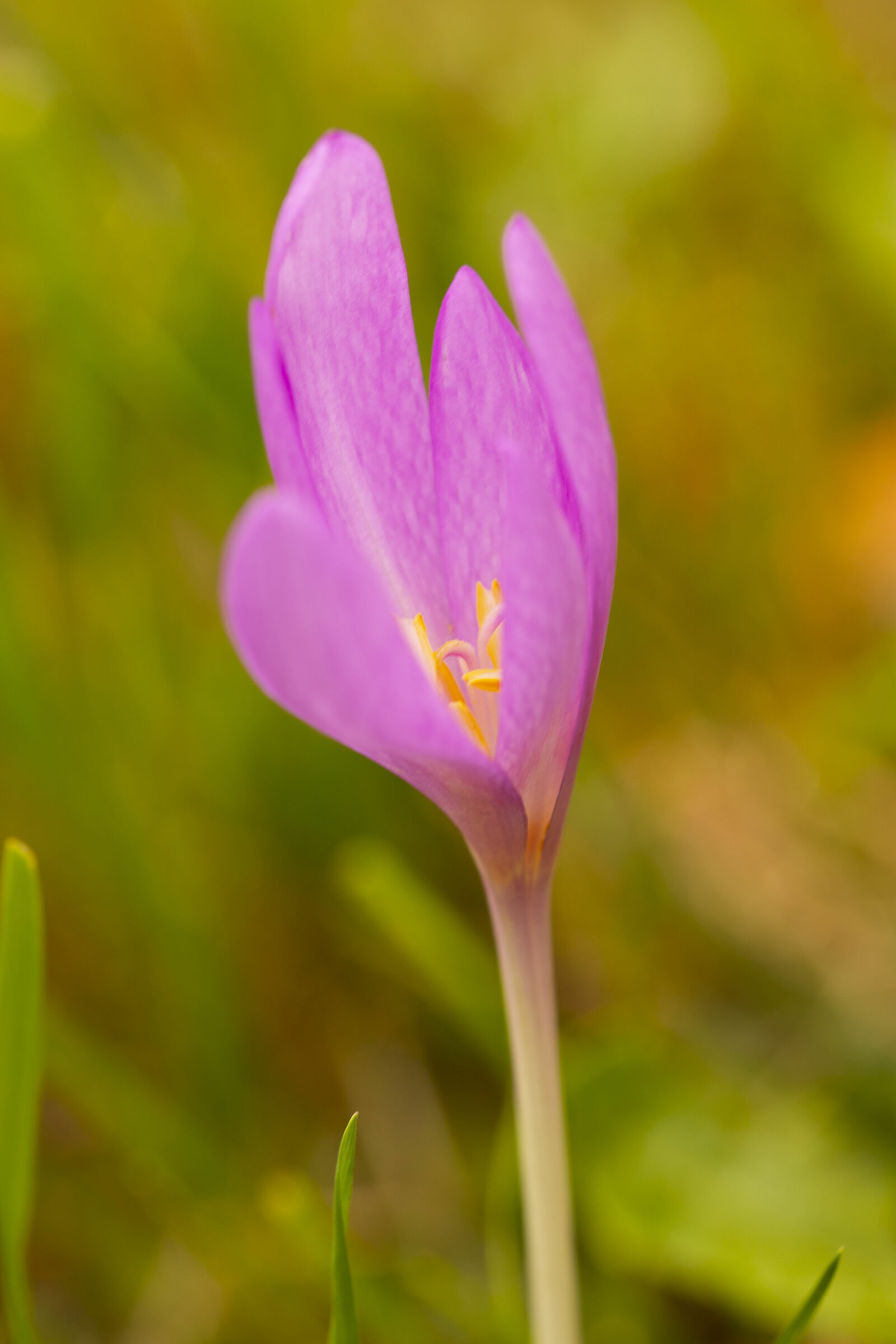 Crocus