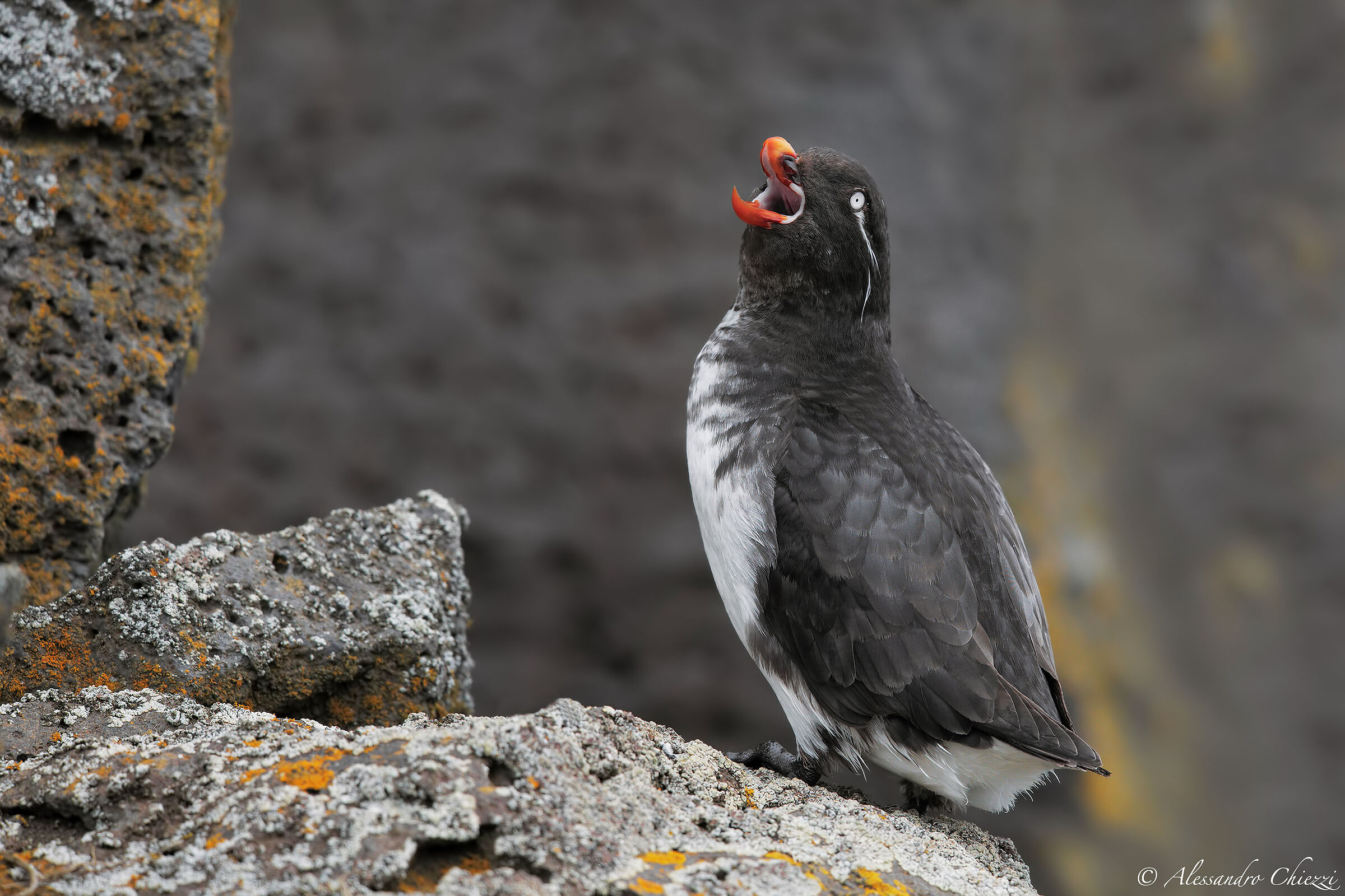 L'urlo dell'alchetta