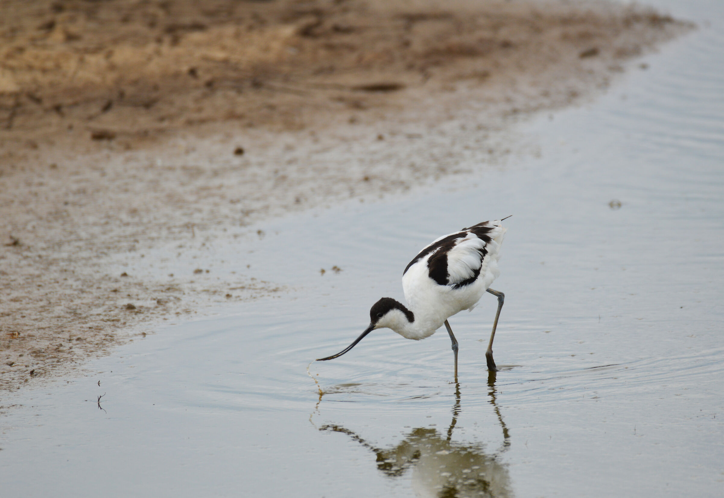 Avocet