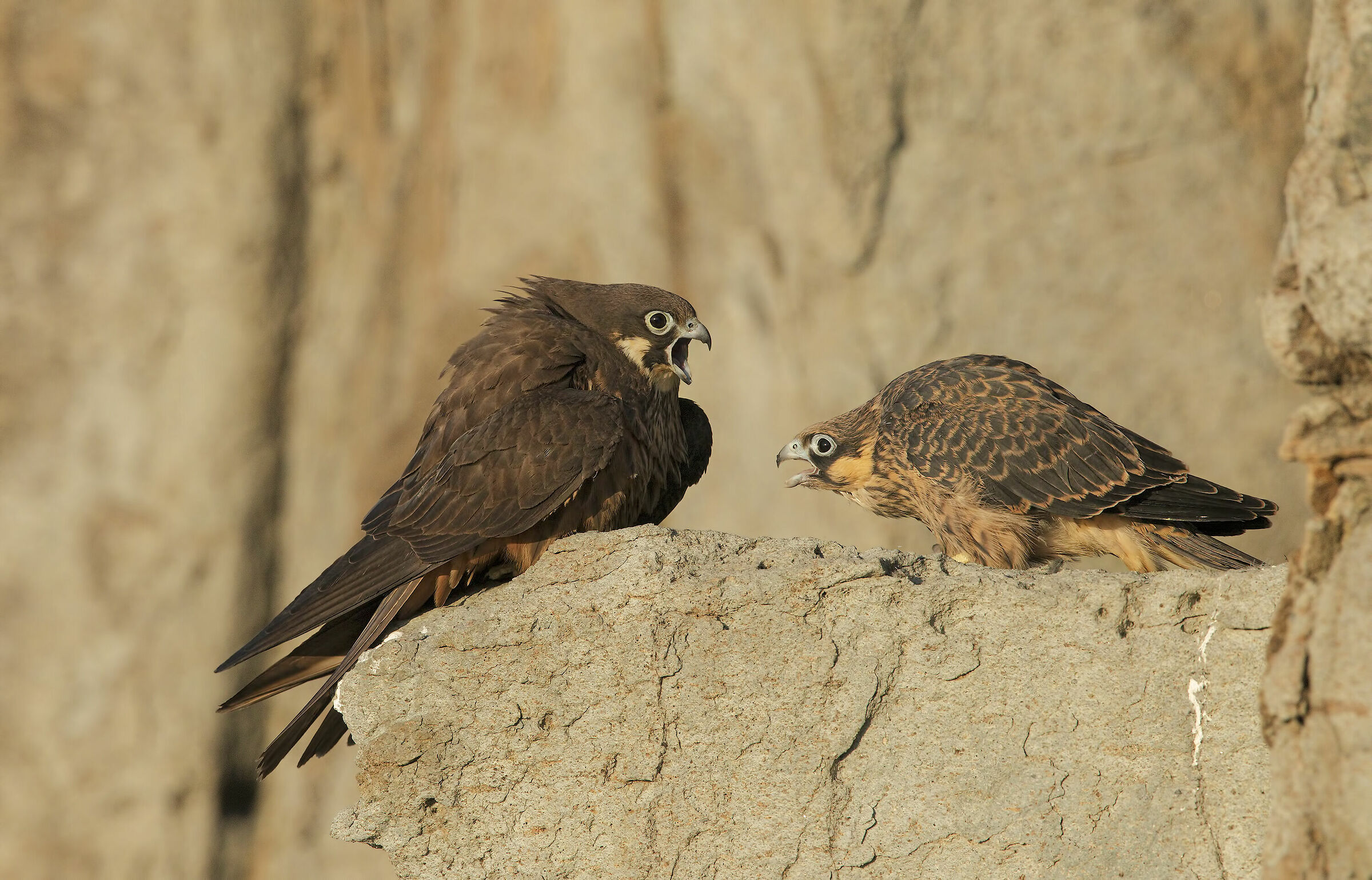 falco della regina (falco eleonorae)