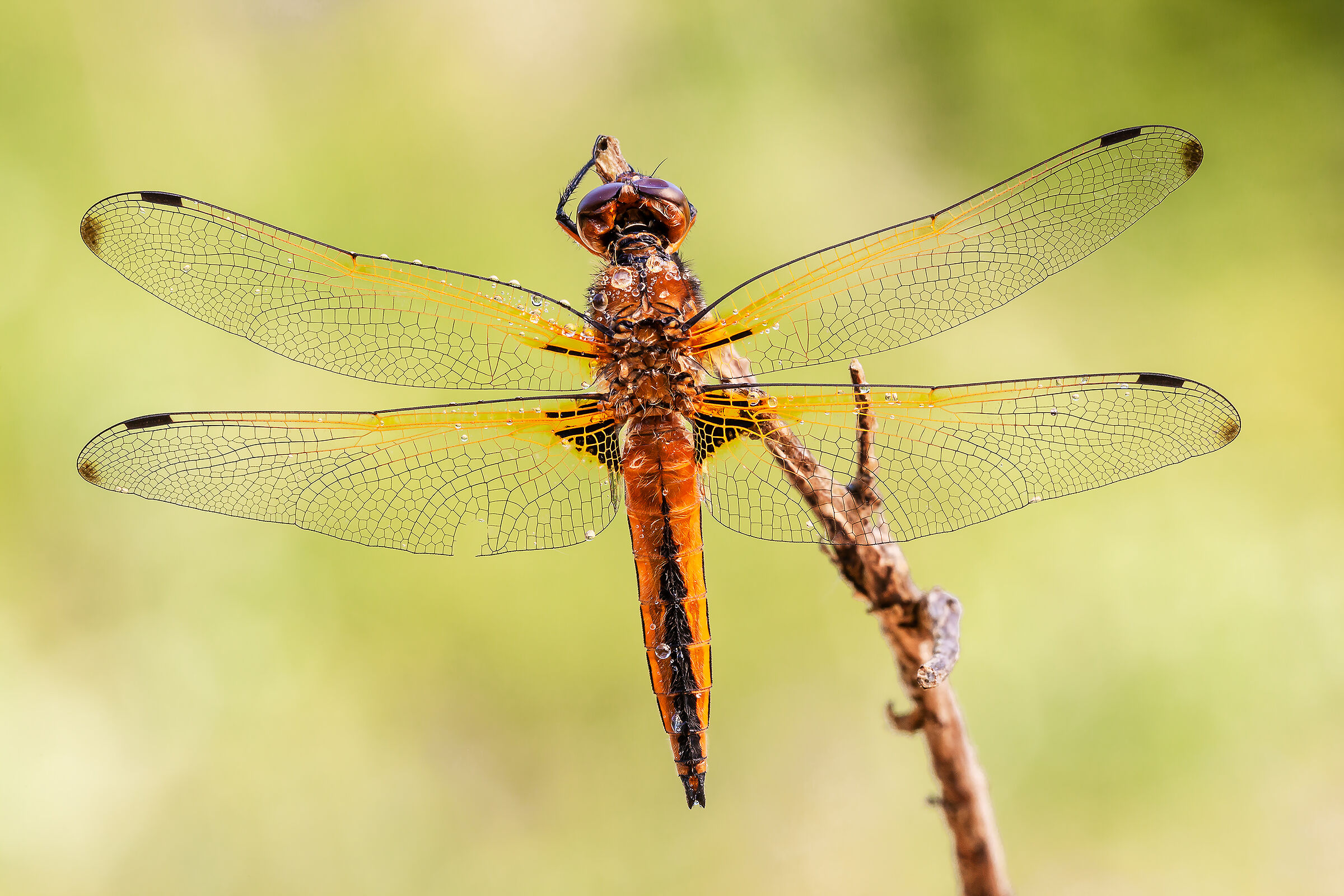Wing drawings of dragonfly fulva