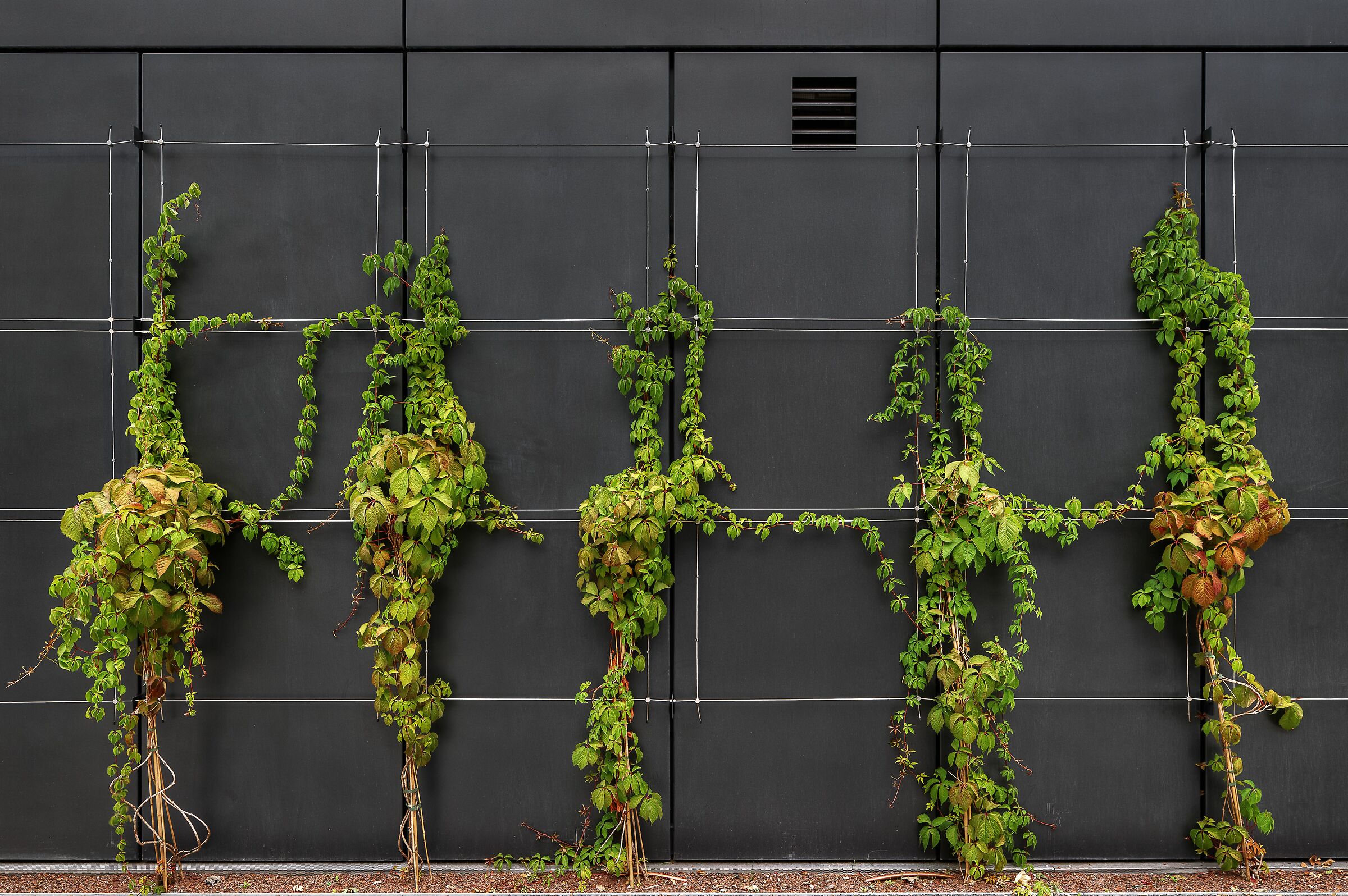 Black Metal Cladding with Plants; Wiesbaden, Germany