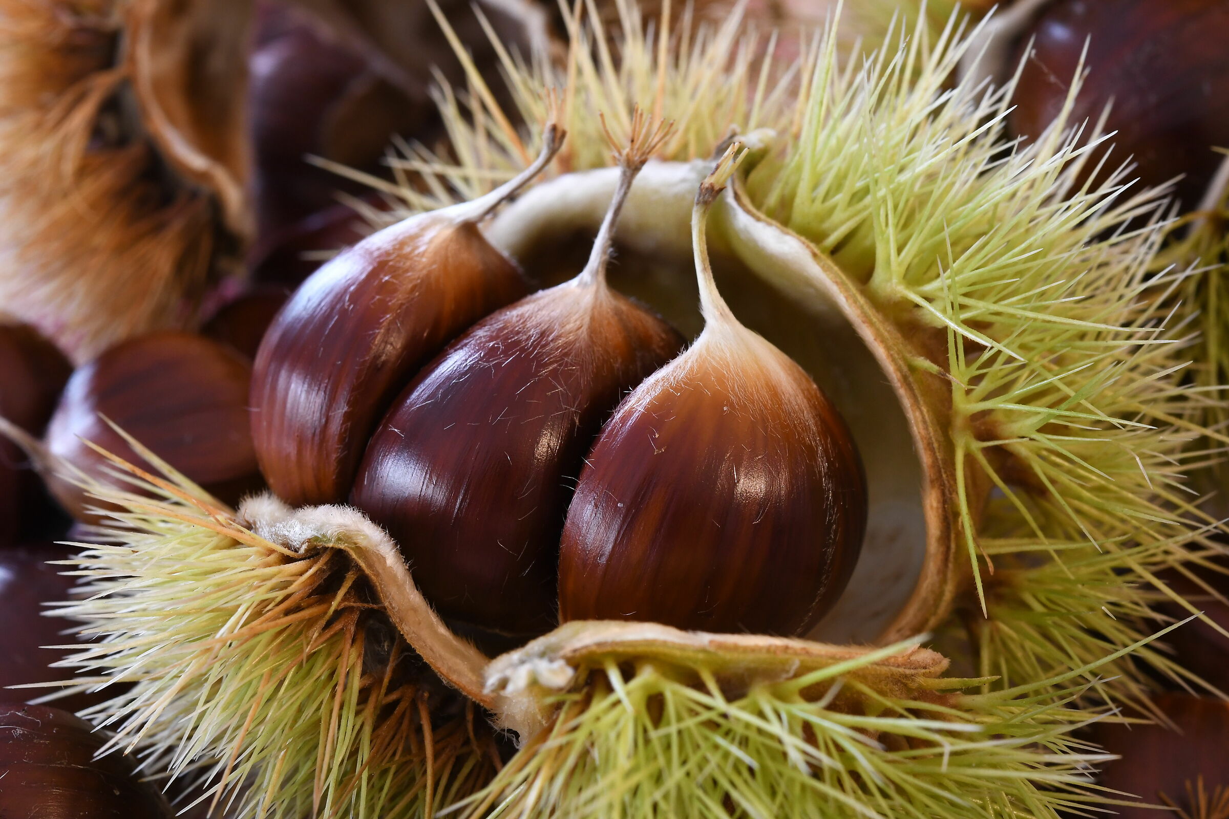 Piedmont's fusère chestnuts