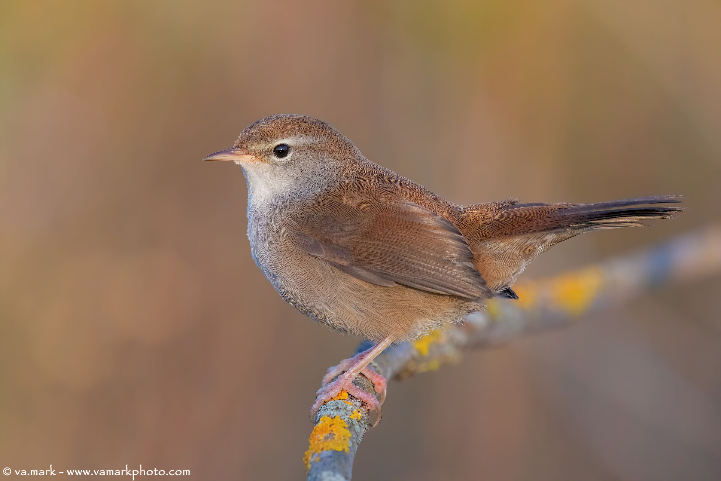 il primo raggio del mattino....