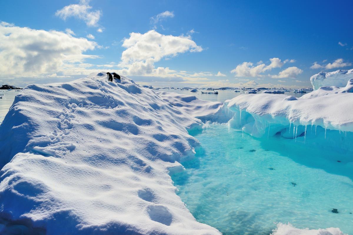 Iceberg 7 with torque Adelie Penguins