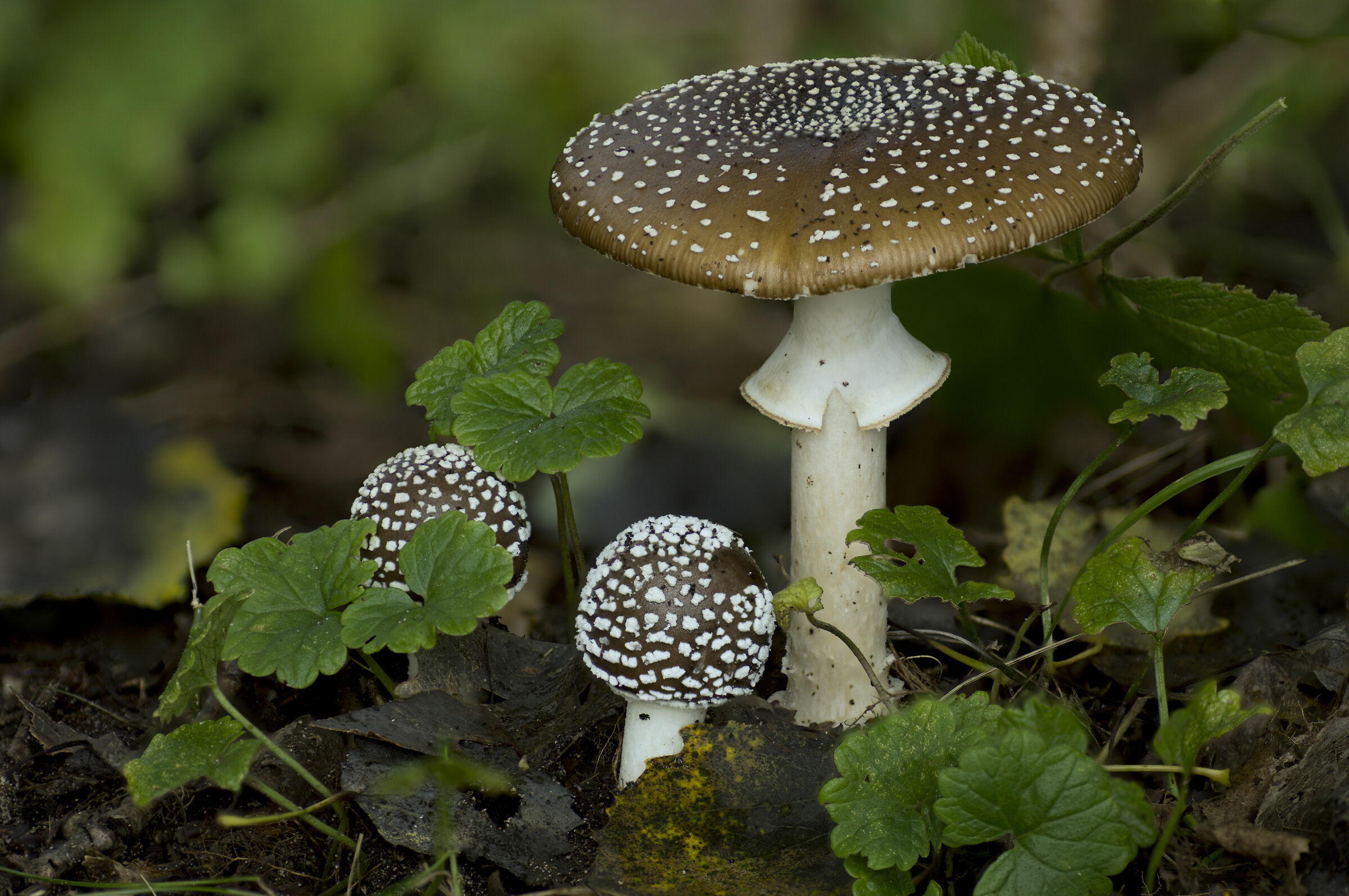 Pantherina di Amanita