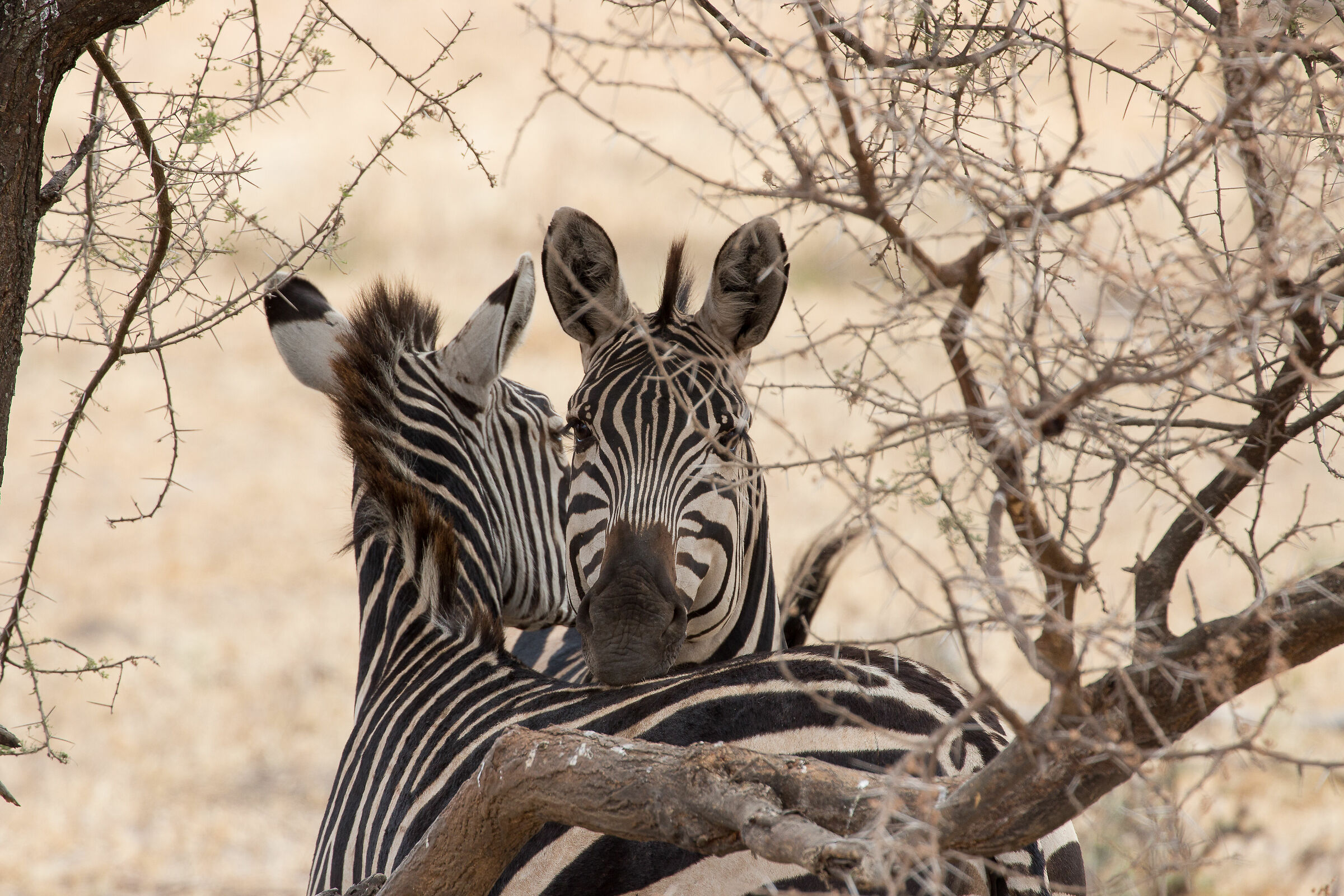 Guardiamoci le spalle