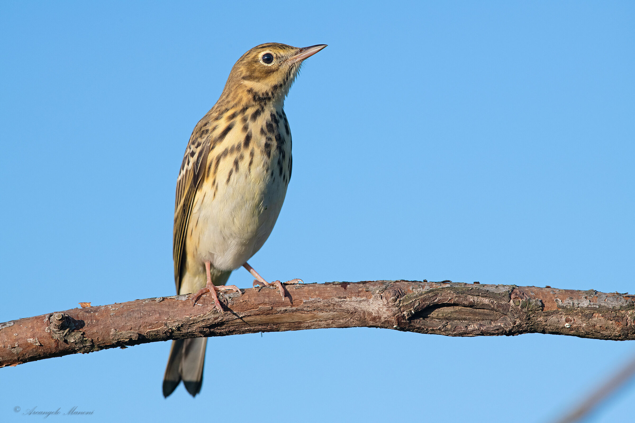 Prispolone stopped during migration