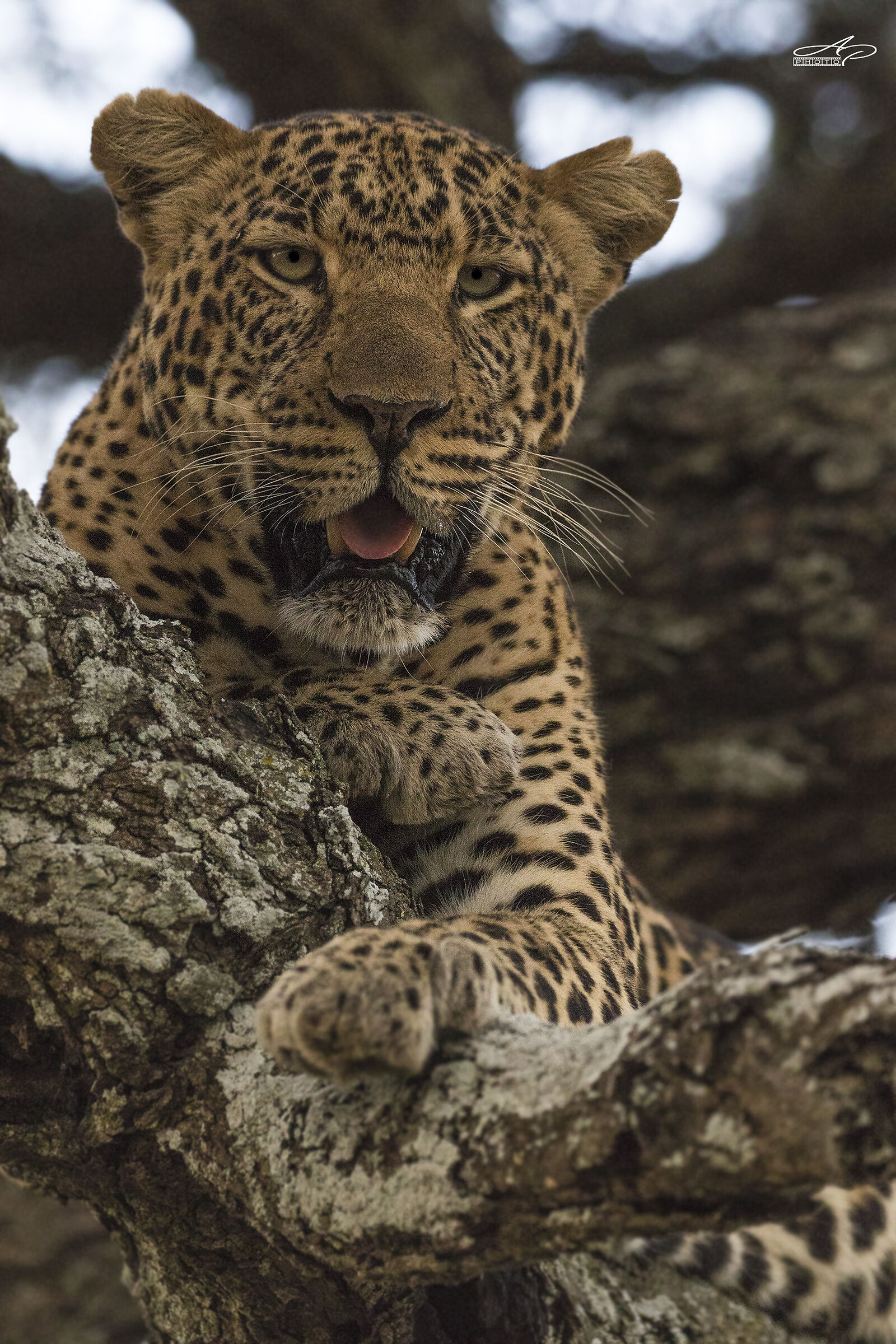 Questo è il mio regno