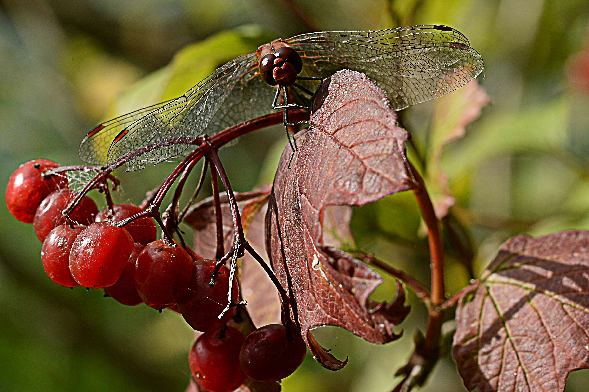 The olive of the season