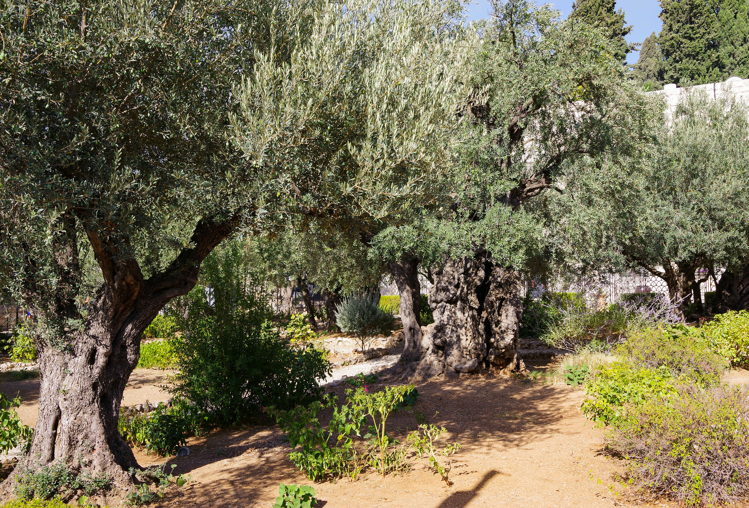 il monte degli ulivi - Gerusalemme