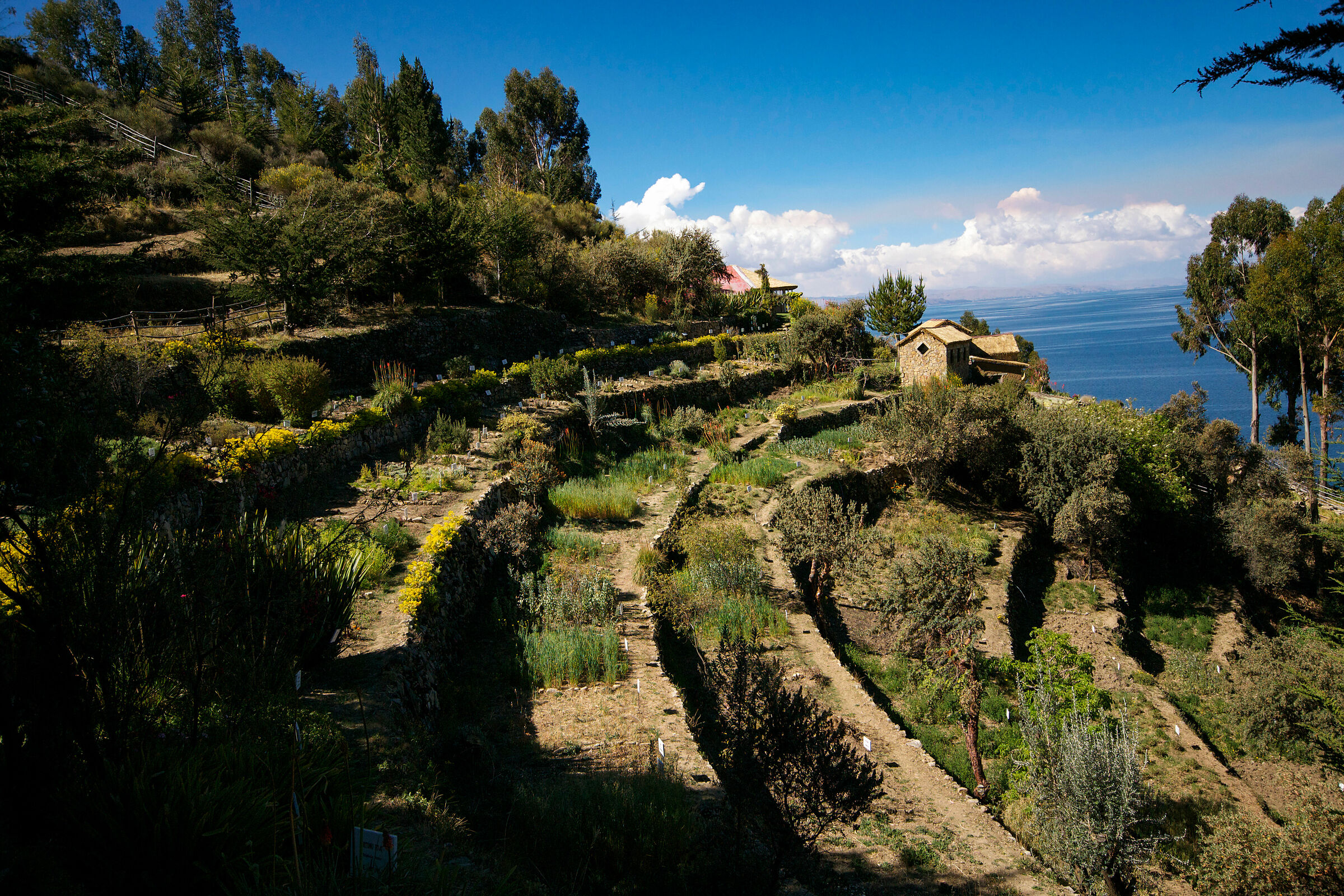 Terrazzamenti all'orto botanico-Isla del Sol
