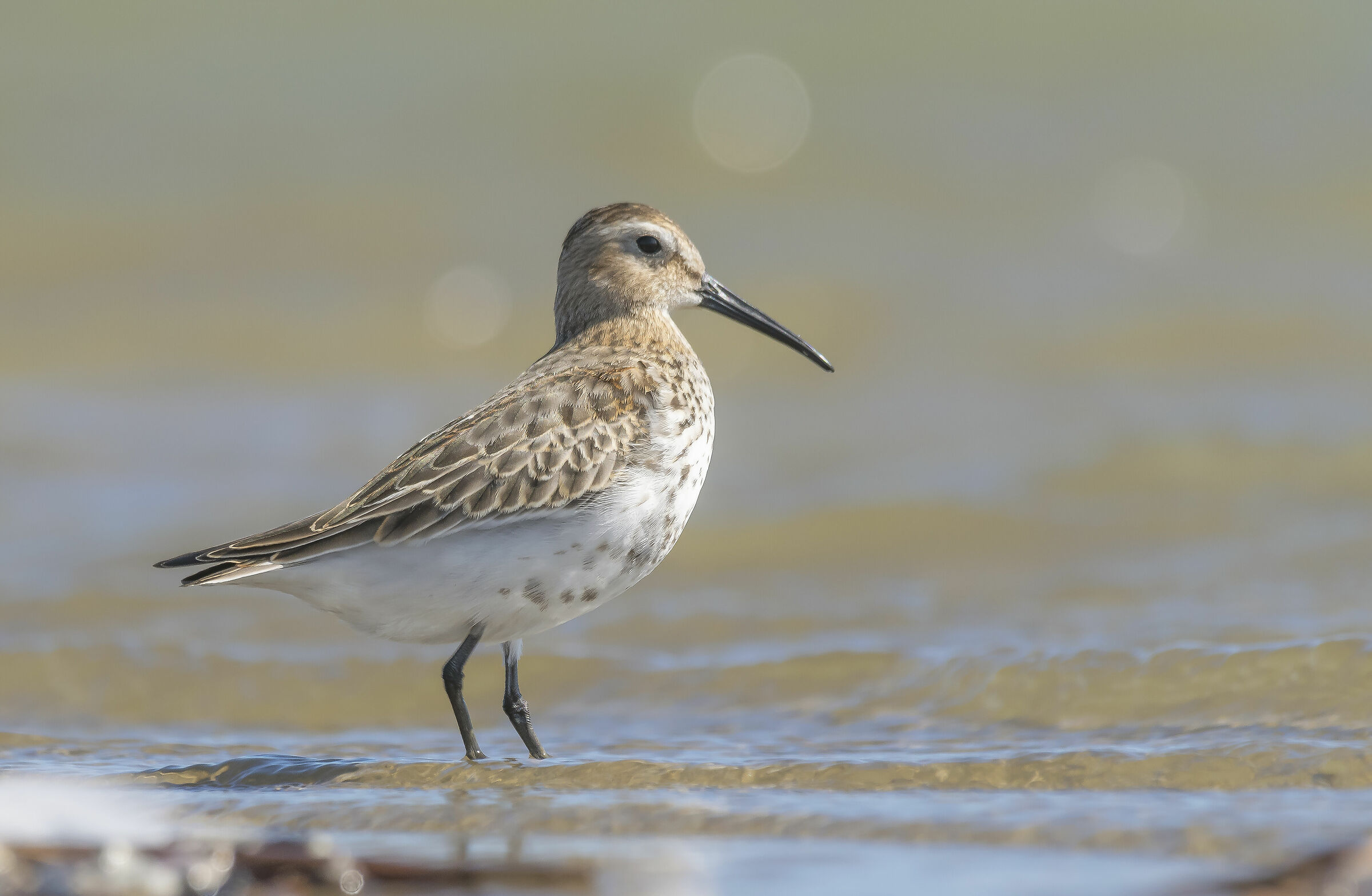 Black-bellied raincoat