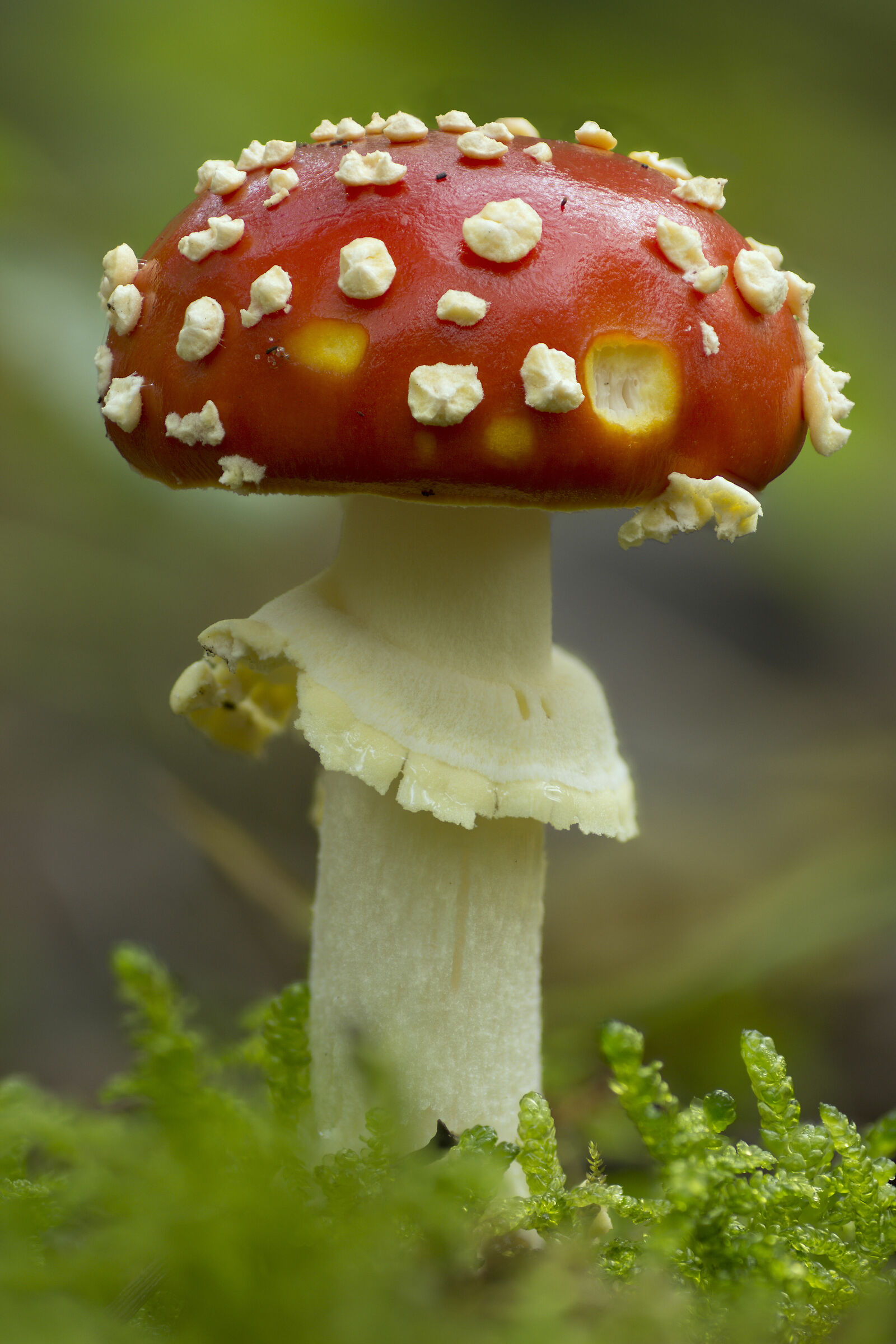 Amanita muscaria