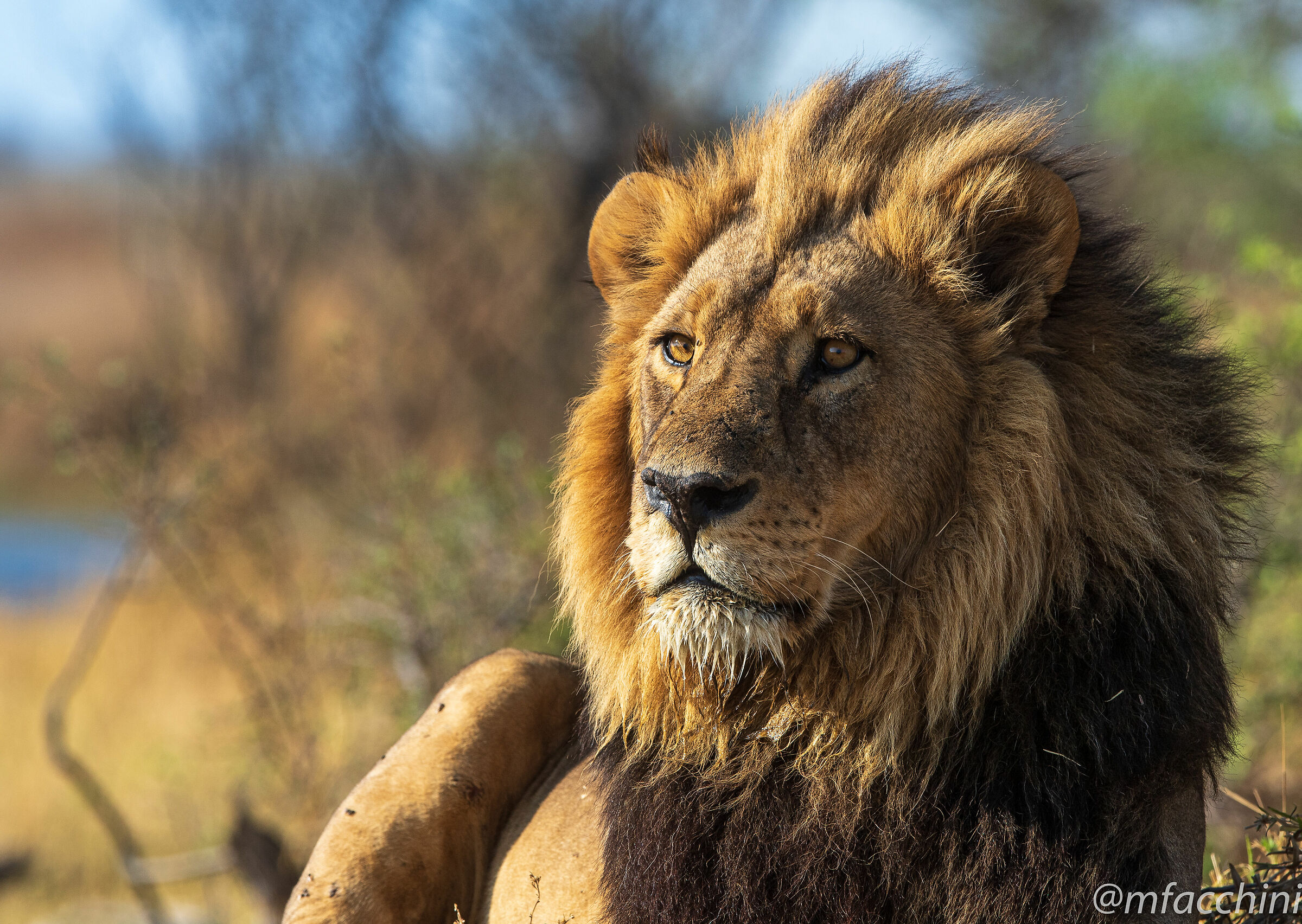 Leone adulto/Panthera leo
