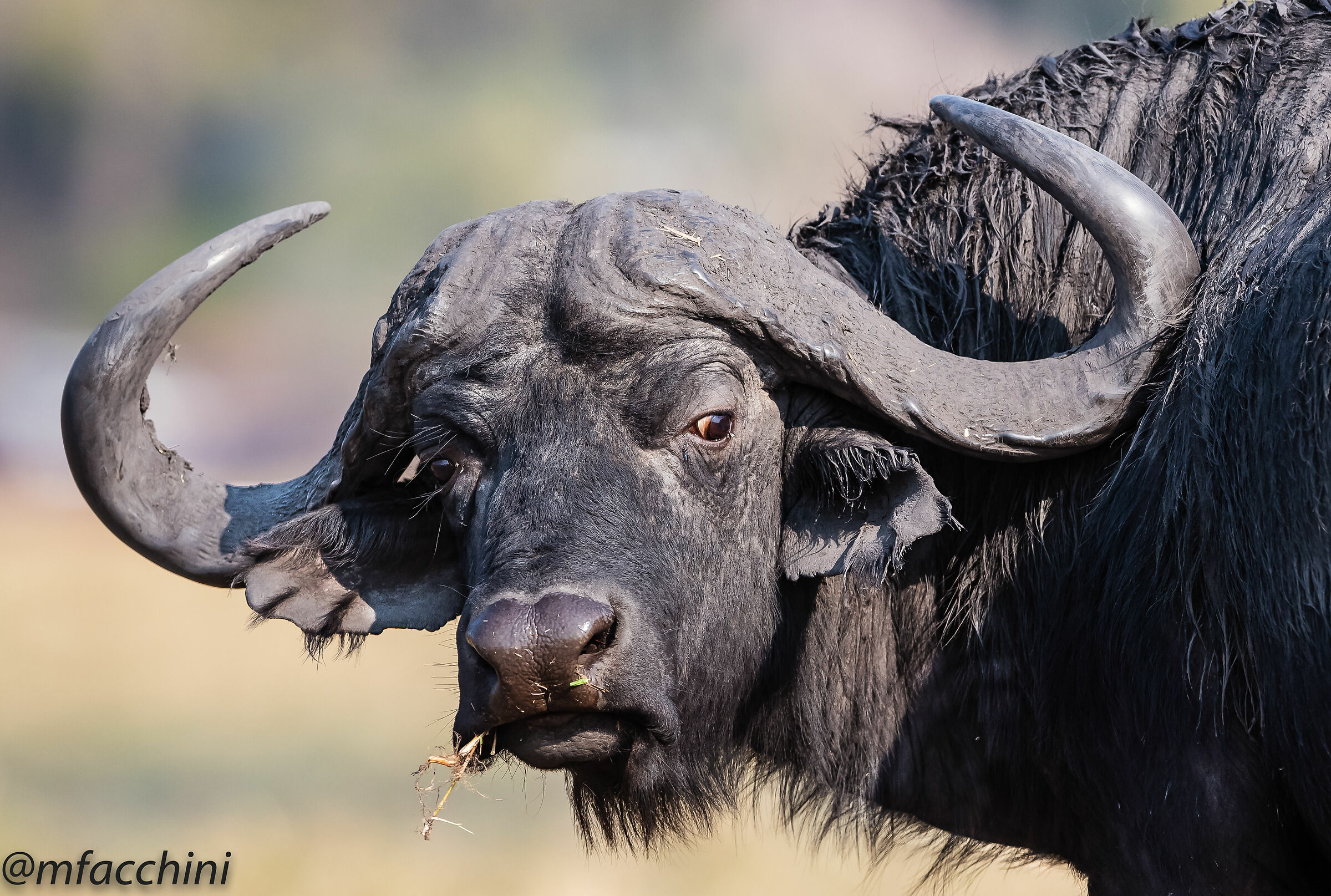 Bufalo nero