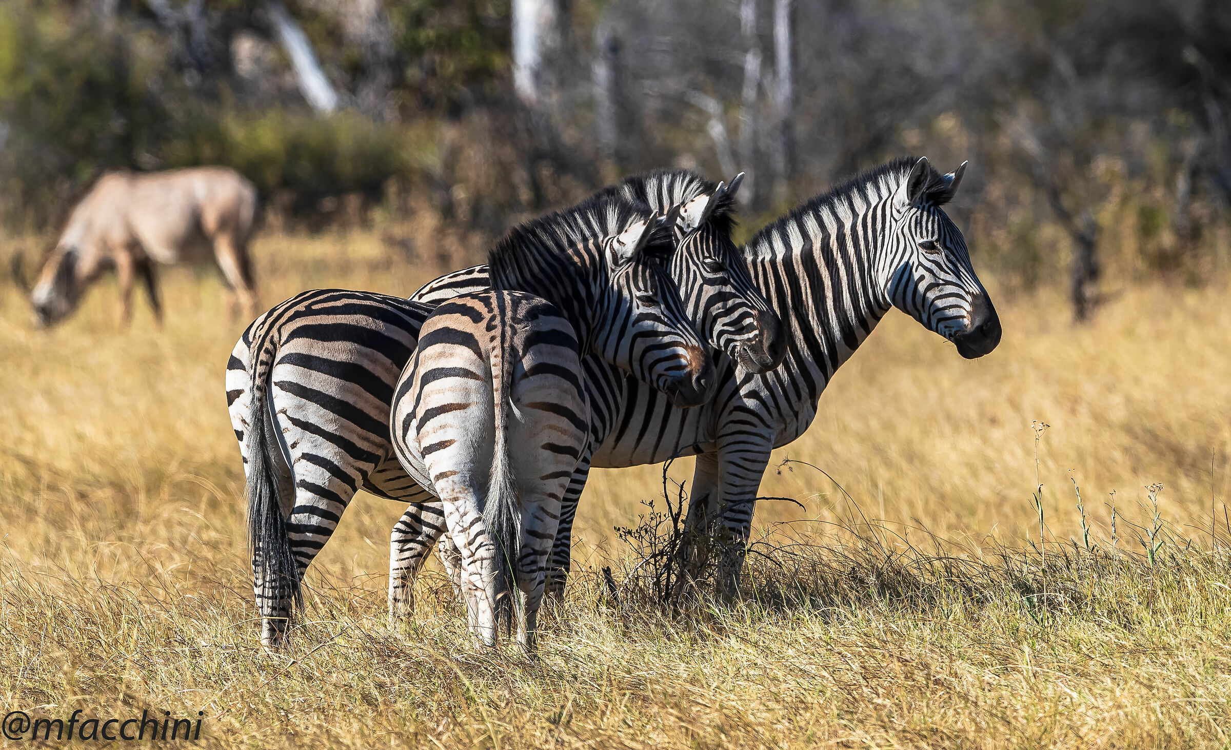 Zebre